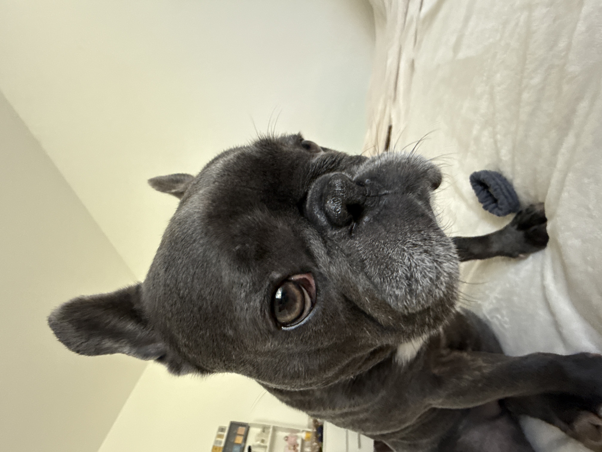 A dark gray French bulldog is captured from a low angle, looking directly at the camera with large, expressive brown eyes. The dog's fur is short and appears to be slightly graying around the muzzle. One ear is perked upright, while the other is folded. The dog is sitting on a light-colored, textured surface, likely a bed or couch. In front of the dog, a small, dark gray elastic band lies on the surface. The background consists of a plain, light-colored wall and a hint of furniture on the left side of the frame. The lighting is soft and diffused, suggesting an indoor setting. The image is devoid of any specific landmarks or indicators that would place it in Bad Sachsa, Germany.