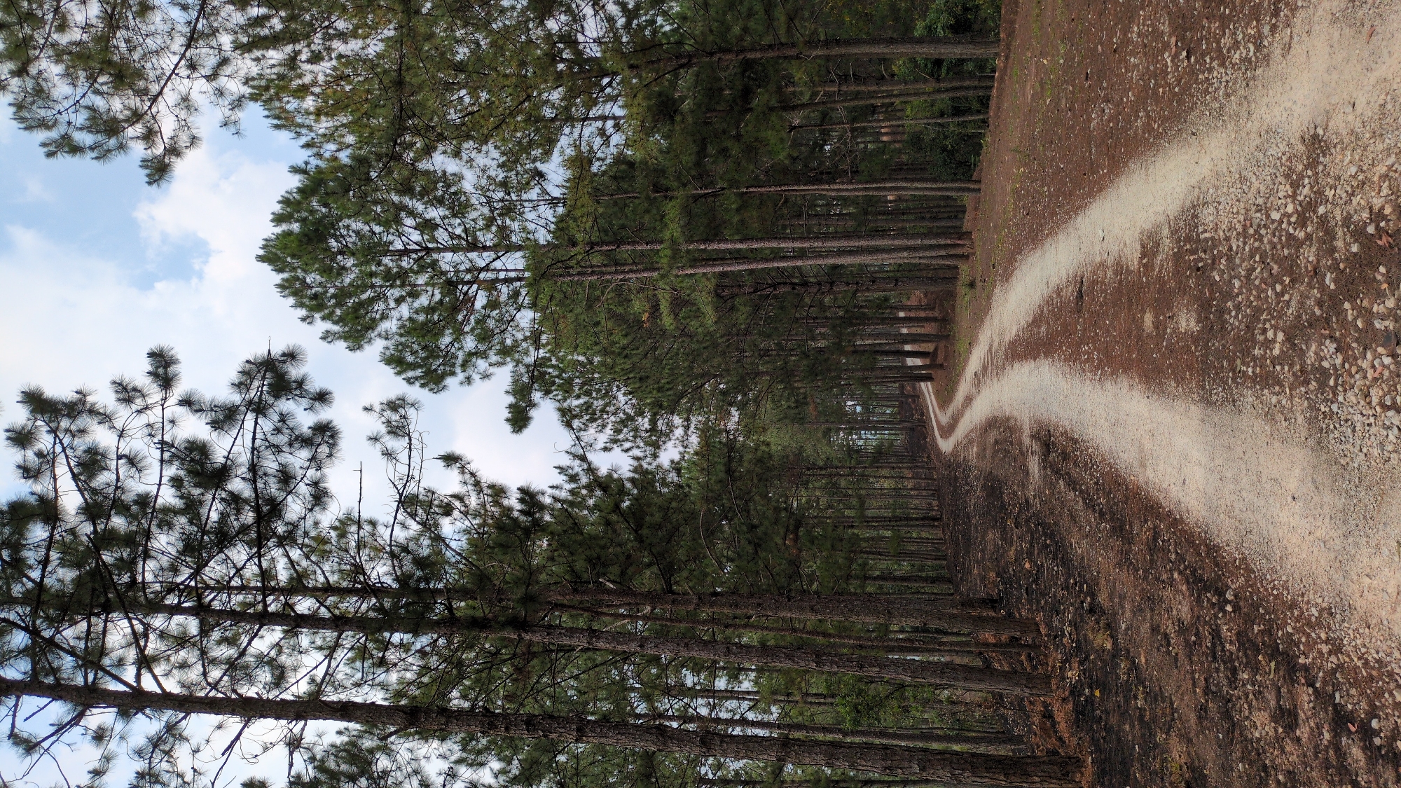 The image shows a dirt road winding through a dense pine forest. The road is characterized by two parallel white dirt tracks, indicating vehicle traffic. Tall pine trees line both sides of the road, extending upwards and creating a canopy overhead, with patches of blue sky and clouds visible through the trees. The forest is located in Lang Biang - Da Lat, Vietnam. No people, subjects or interactions are visible.