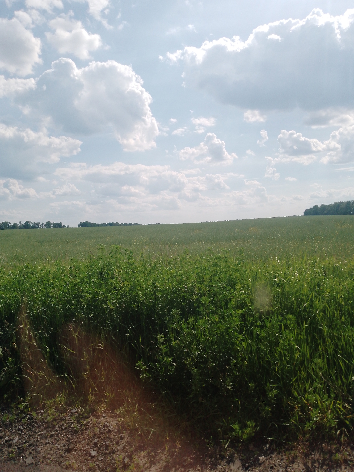 The image captures a rural landscape in Ruda, Ukraine, under a partially cloudy, bright blue sky. A vast, flat green agricultural field extends from the midground to the distant horizon. Along the horizon, a continuous line of trees or dense vegetation is visible on both the left and right sides. The sky above is populated with numerous white cumulus clouds, indicating fair weather. Direct sunlight appears to originate from the upper right, casting a prominent reddish-orange lens flare or glare across the lower foreground, particularly affecting the immediate ground and lower vegetation. The foreground consists of a dense strip of taller, darker green vegetation bordering a narrow section of reddish-brown soil or gravel at the very bottom of the frame. No people, animals, vehicles, or specific structures are discernable within the scene.