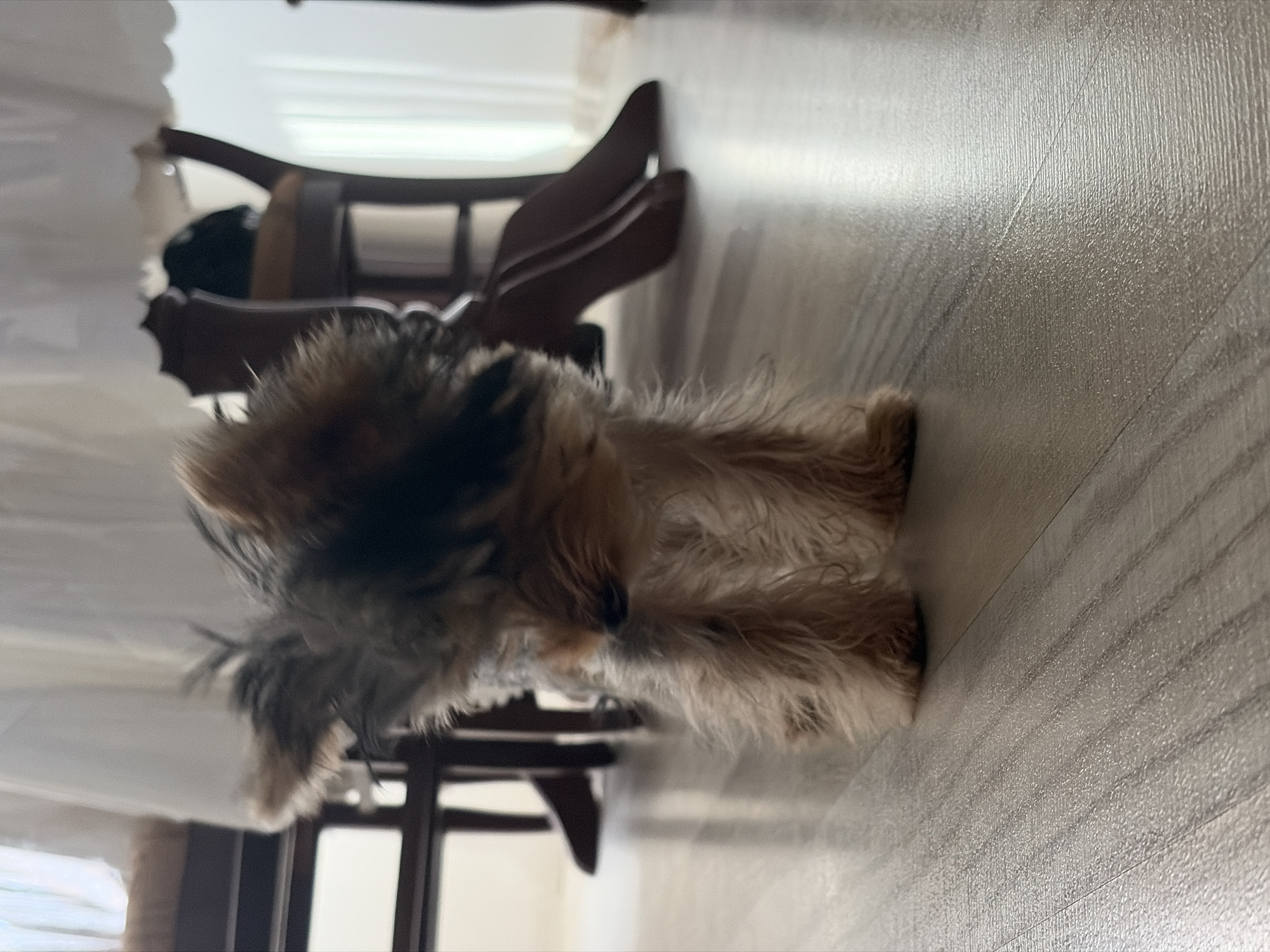 A small, fluffy Yorkshire Terrier puppy stands on a light-colored wooden floor. The puppy is facing forward, with its head slightly tilted to the left. Its fur is a mix of brown, black, and tan. In the background, the legs of chairs and a table are visible, along with a white tablecloth that drapes over the table. The lighting suggests an indoor environment, possibly a dining area. The location of Mitino, Bulgaria, is not discernible from the visual elements present in the image.