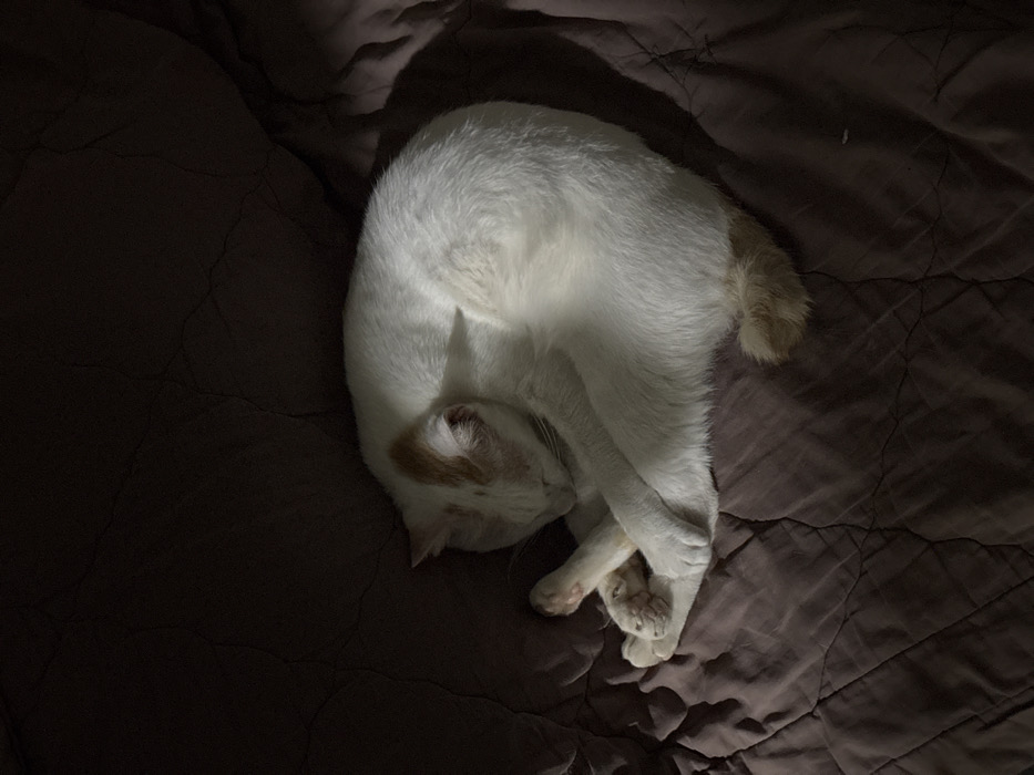 An indoor scene in Cam Đức, Vietnam, depicts a domestic cat, primarily white with light ginger patches on its head and tail, curled tightly in a sleeping position on a dark brown or deep purple quilted blanket. The cat's head is tucked downwards, and its front paws are intertwined. The environment is dimly lit, with a light source illuminating the cat from the upper left, casting subtle shadows on the bedding and the cat's right side. No other subjects or objects are visible.