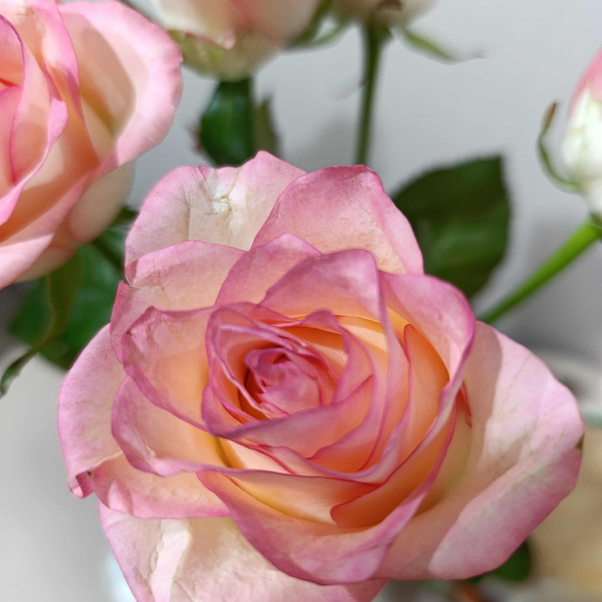 The image displays a close-up of multiple roses, with one prominent bloom in sharp focus, set against a blurred, light-colored background. This scene is located in Марковский, Russia. The central rose features layered petals exhibiting a color gradient from light pink at the outer edges, transitioning to yellow-orange and deeper pink towards its tightly spiraled core. Minor irregularities are present on some outer petals. In the soft-focus background, additional rose blooms or buds, along with their green stems and leaves, are discernable. No individuals, explicit actions, or human-made objects beyond the flowers are present.