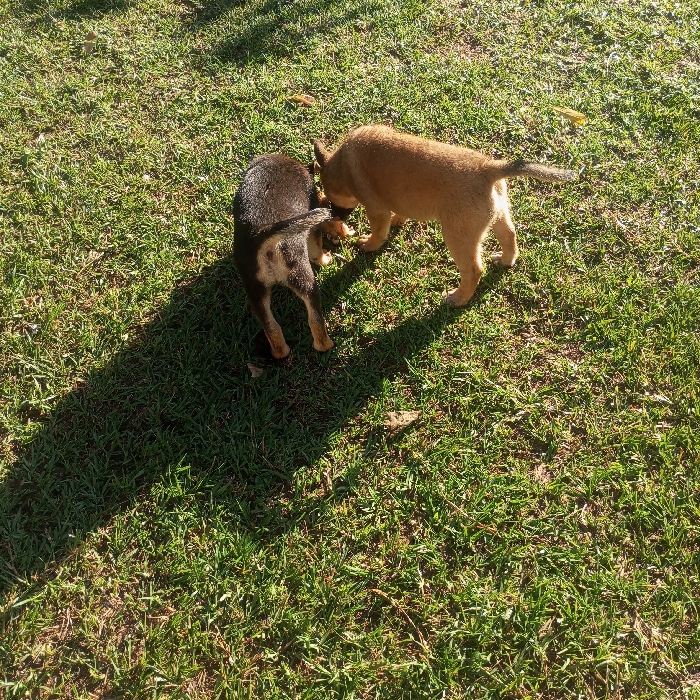 This image, captured in Mahiakalo ward, Kenya, depicts two puppies interacting in an outdoor, sunlit grassy area. One puppy is predominantly dark brown/black with tan markings on its legs and hindquarters, positioned on the left side of the frame and viewed from its rear-left. The second puppy is light brown/tan, standing on the right, facing the first puppy. Both animals have their heads lowered towards the ground, appearing to sniff or investigate a small, indistinct light-colored object or area on the grass between them. The ground consists of short green grass with scattered dry leaves. A prominent, elongated shadow extends diagonally across the lower-left portion of the scene, indicating a light source from the upper right.