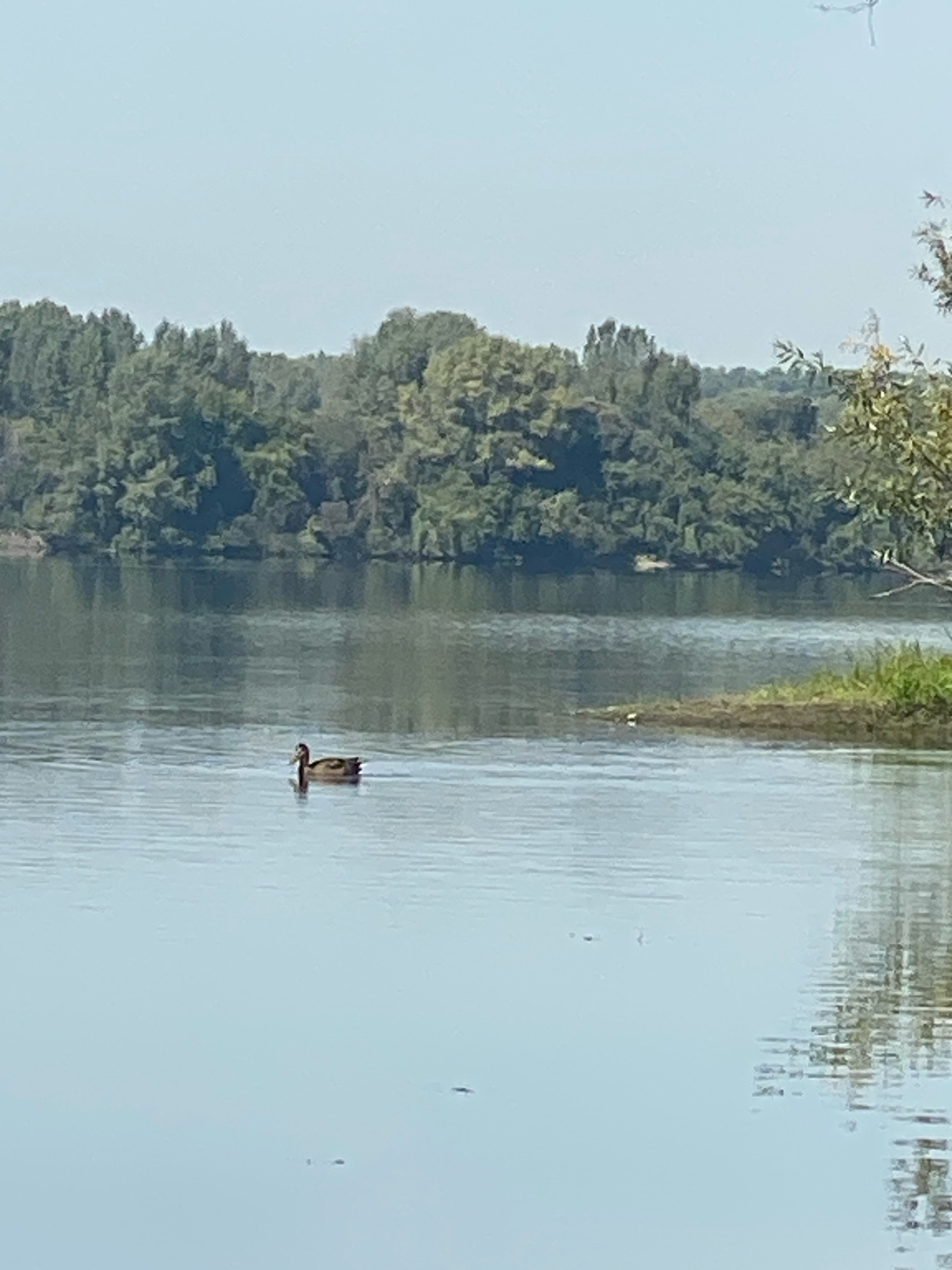A single duck is swimming in the calm water of a body of water. In the background, a dense line of trees borders the water. The sky is clear and pale blue. The scene is likely a park or natural area in Novokuznetsk, Russia, as indicated by the context.