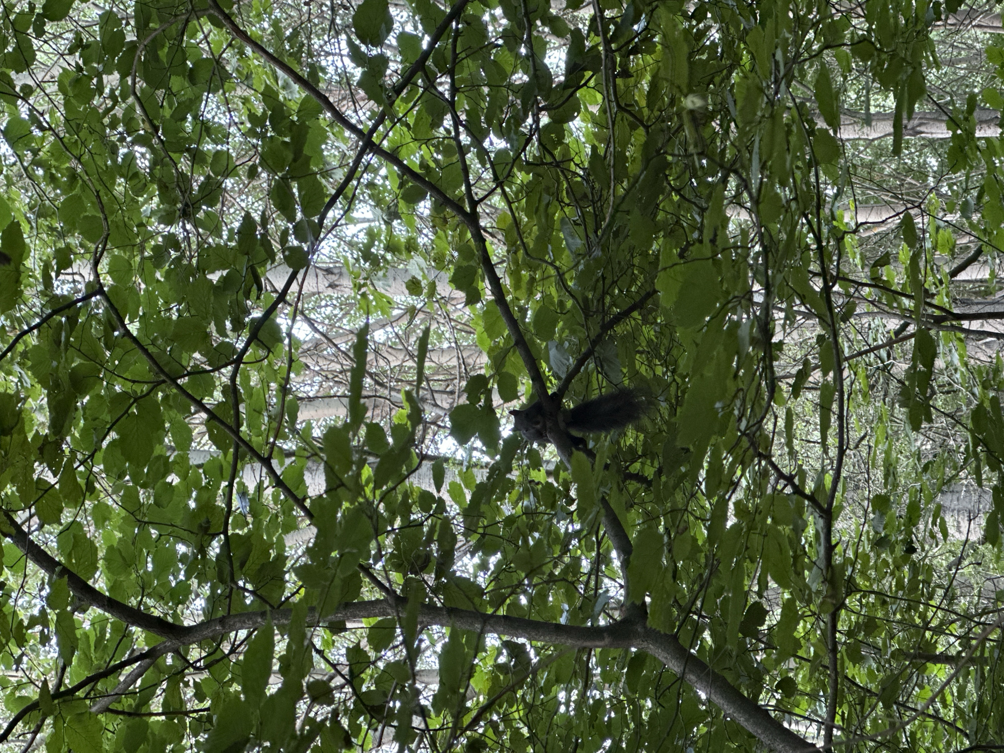 A dark-colored squirrel is perched on a tree branch, surrounded by abundant green foliage. The squirrel is positioned in the center-right of the frame, with its body facing left and its tail hanging down. Its fur appears dark, and its form is somewhat blurred due to its position within the leaves and branches. The background consists of more tree trunks and branches, with a dappled sky visible through the canopy. The scene is set in a natural, wooded environment. The location is identified as Bistritsa, Bulgaria.