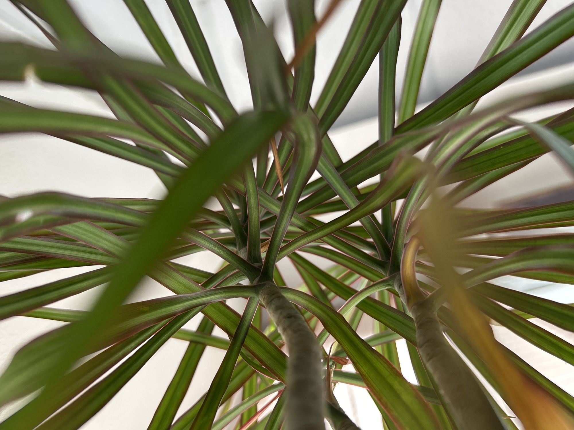 The image presents a close-up, low-angle view of a Dracaena marginata plant. The focus is on the plant's leaves and stems, which appear to radiate outward and upward, creating a sense of depth and complexity. The leaves are primarily green with reddish-purple margins. The stems are mostly gray and are visible as they branch out from the base. The background is a blurred white, which likely indicates a wall or ceiling. The plant appears to be indoors, possibly in a residential or commercial setting. It's impossible to determine the location as Chaikovsky, Russia, without additional information. There are no people visible in the image.