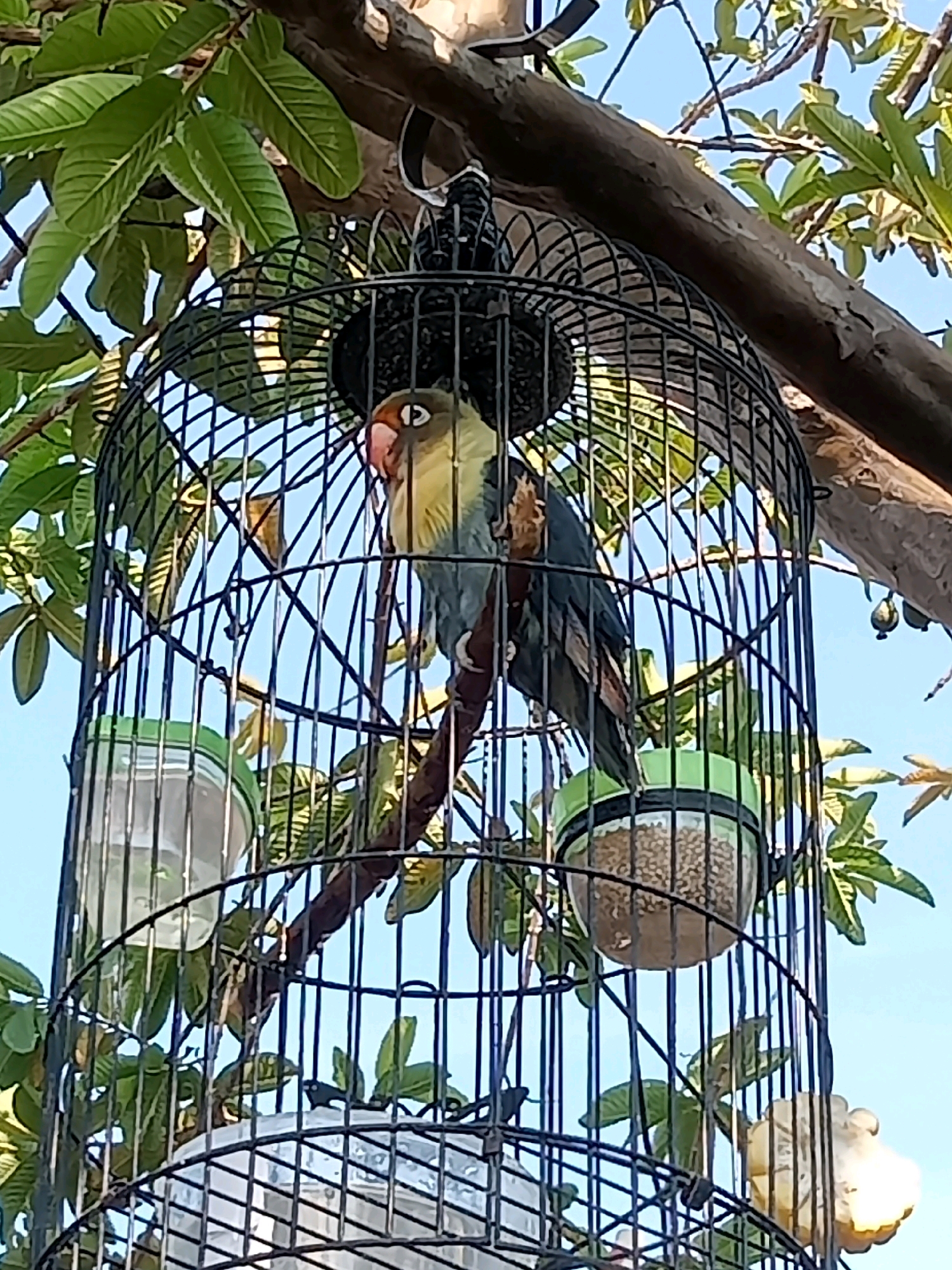 A lovebird with yellow, gray, and pink plumage is perched inside a black metal birdcage. The cage is hanging from a tree branch, surrounded by green leaves and set against a clear blue sky. Two feeders are attached to the cage, one containing water and the other birdseed. The scene appears to be outdoors in a natural setting, potentially a garden or park in Cirebon, Indonesia. The image is captured from a low angle, looking up towards the cage and the bird.