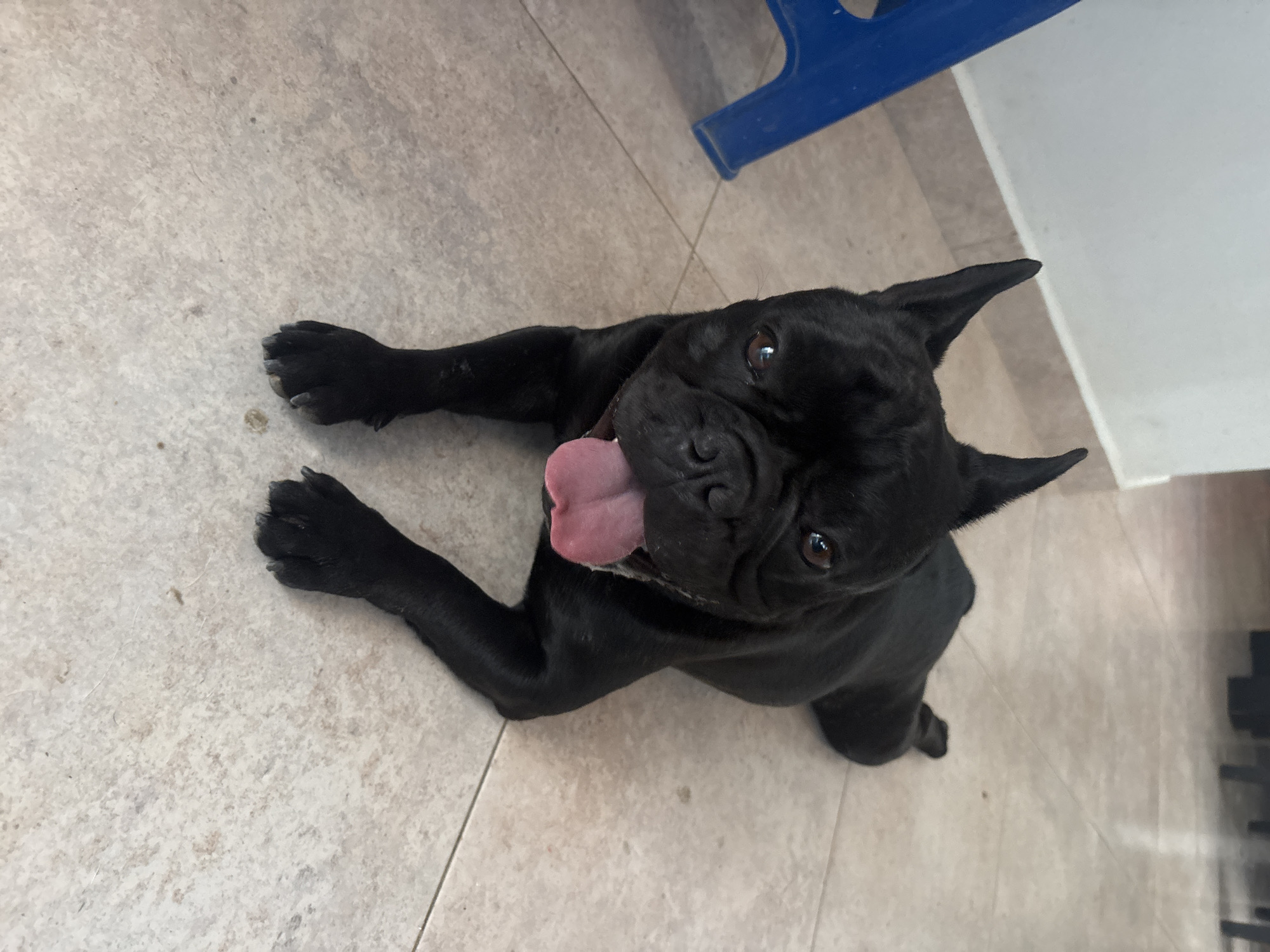 A black French bulldog lies on a tiled floor, panting with its pink tongue visible. The dog has large, erect ears and dark eyes. A blue plastic chair leg is partially visible to the left of the dog, and in the background, a white wall meets the floor with a baseboard. The floor is tiled with a light beige color and faint grout lines. The lighting suggests an indoor setting with natural light.