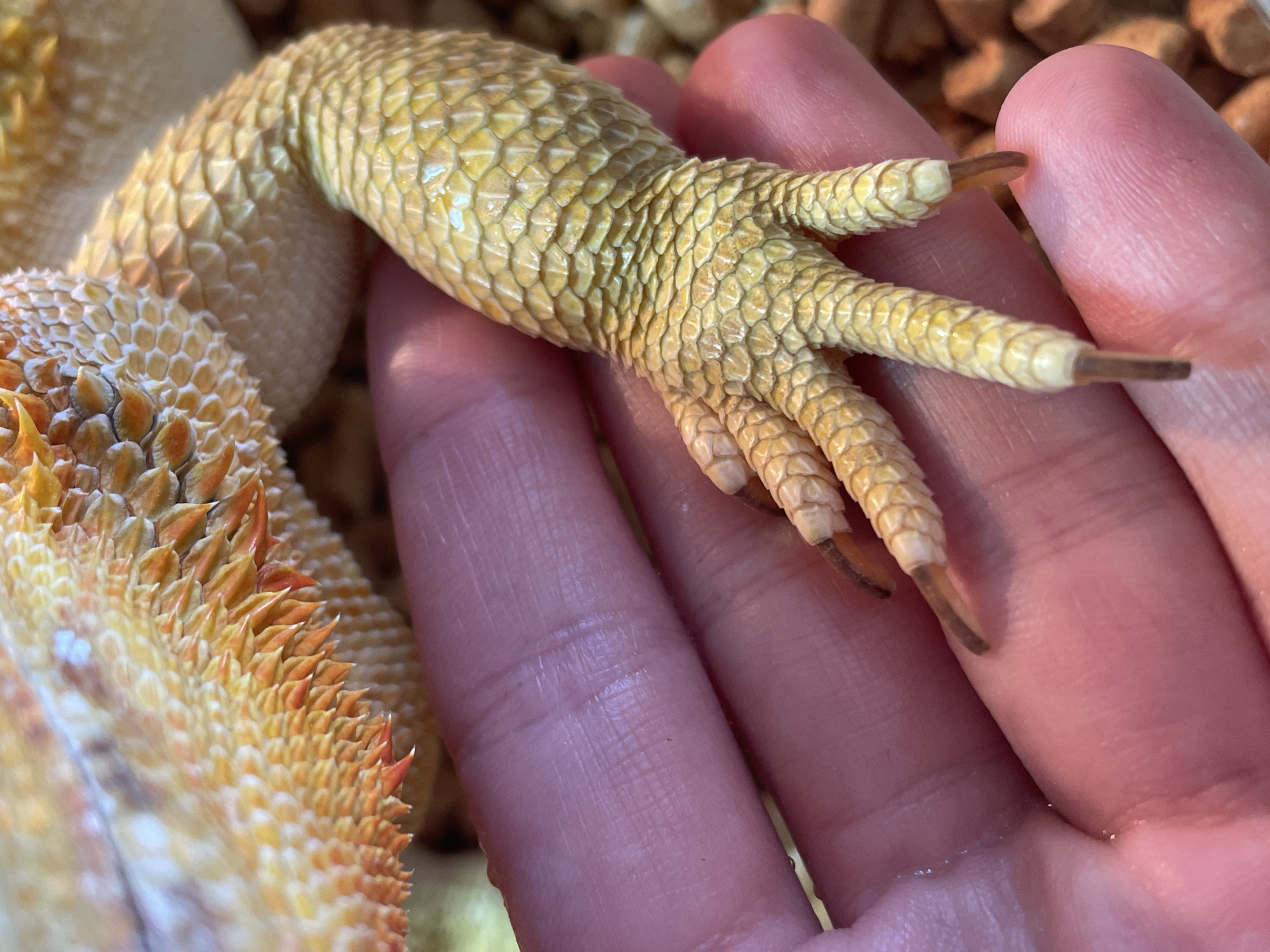 The image is a close-up shot of a bearded dragon's foot resting on a human hand. The dragon's scales are a vibrant yellow and orange, with sharp spikes along its back. Its claws are visible and sharp. The human hand is pink and has visible fingerprints. The background appears to be a habitat with some type of bedding material. The image does not contain any information that would allow for determining the location in the city of Hrodna, Belarus.