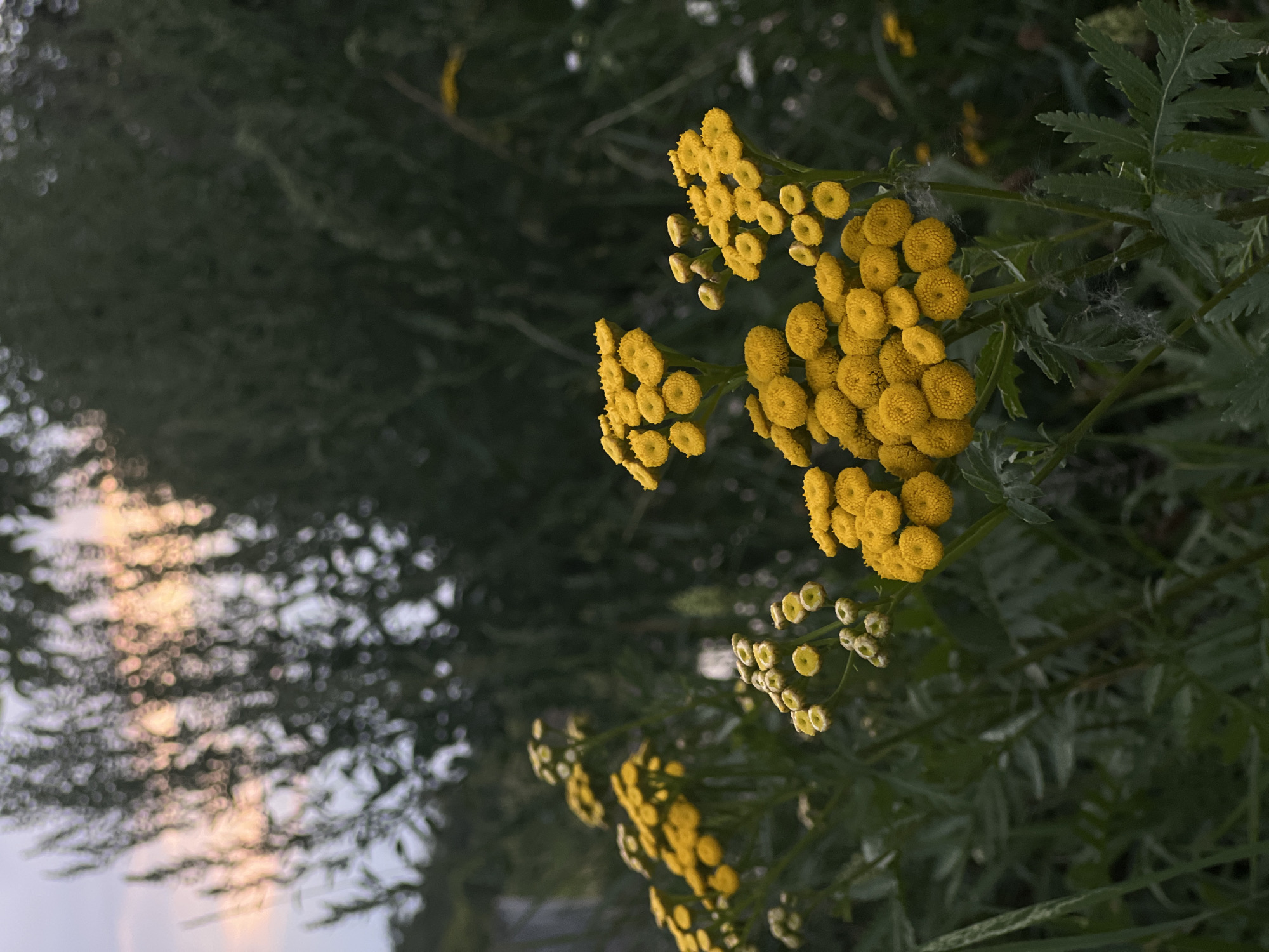 In Moosburg, Germany, a close-up shot captures a cluster of bright yellow flowers, possibly Tansy, in sharp focus. The flowers are arranged in dense, button-like clusters on thin green stems, some appearing fully bloomed and others as buds. The background is softly blurred, with dark green foliage dominating the lower half and a lighter, diffused area with hints of pink and orange suggesting a twilight sky peeking through out-of-focus trees or branches at the top. The overall lighting is dim, creating a moody, natural atmosphere. No people or animals are present in the scene.