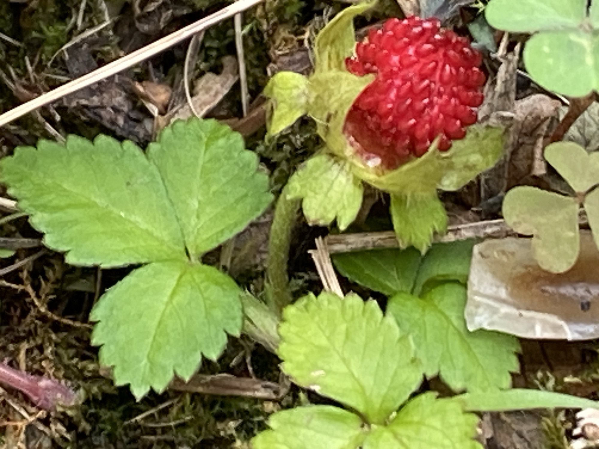 A ripe wild strawberry, bright red with visible seeds, sits nestled among green leaves and mossy ground cover. The strawberry appears partially eaten or damaged. Several green leaves, characteristic of a wild strawberry plant, surround the fruit. The background consists of dry leaves, twigs, and dark soil, suggesting a woodland or garden setting. The image is a close-up, macro shot, focusing on the details of the plant and fruit. The overall scene is natural and undisturbed. The location is in Purkersdorf, Austria.