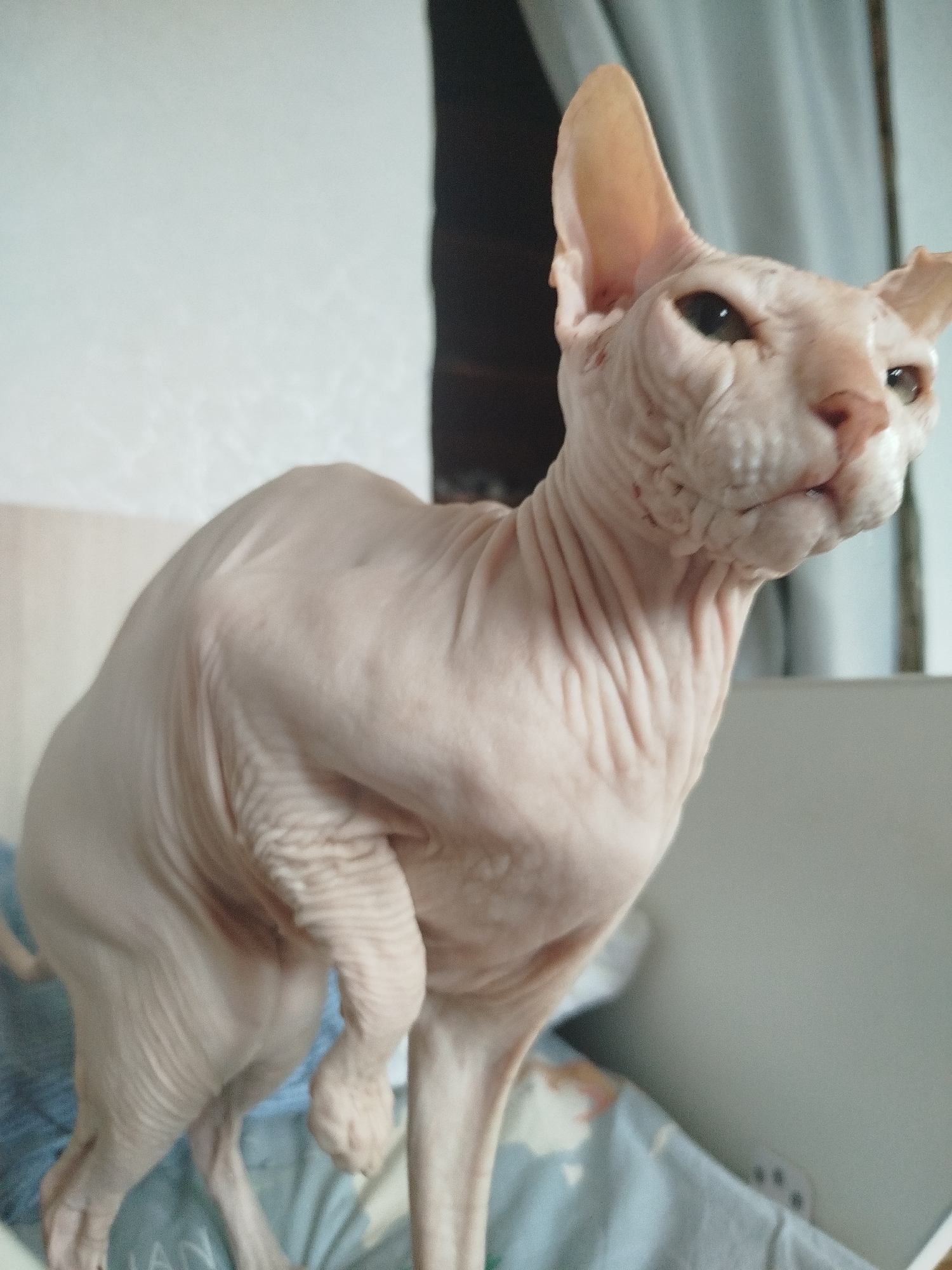 A light pink Sphynx cat is depicted in an indoor setting. The cat is positioned on its hind legs with its front paws extended, appearing to be in motion or about to move. Its body displays characteristic wrinkles. The background consists of a plain white wall on the left and a darker, indistinct area on the right. A portion of a blue fabric with a pattern is visible beneath the cat. The lighting suggests an interior environment. There is no information or visual evidence in the image that would indicate its location in Zavodoukovsk, Russia.