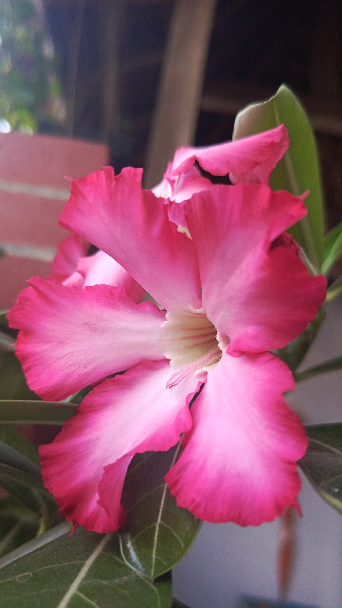 A close-up, slightly blurry photograph captures a vibrant pink Adenium flower in bloom. The flower's petals are a gradient of deep fuchsia on the outer edges, fading to a softer pink and white towards the center. The textured surface of the petals is visible, with delicate waves along the edges. The stamens and pistil are barely visible within the throat of the flower. Dark green, glossy leaves surround the bloom, some of which are also in focus. The background is out of focus, showing hints of brown wooden structures and a muted pink wall, suggesting an outdoor setting possibly on a porch or patio. The lighting is soft, highlighting the flower's bright colors. This image is likely taken in Babadan, Indonesia, a region known for its tropical flora.