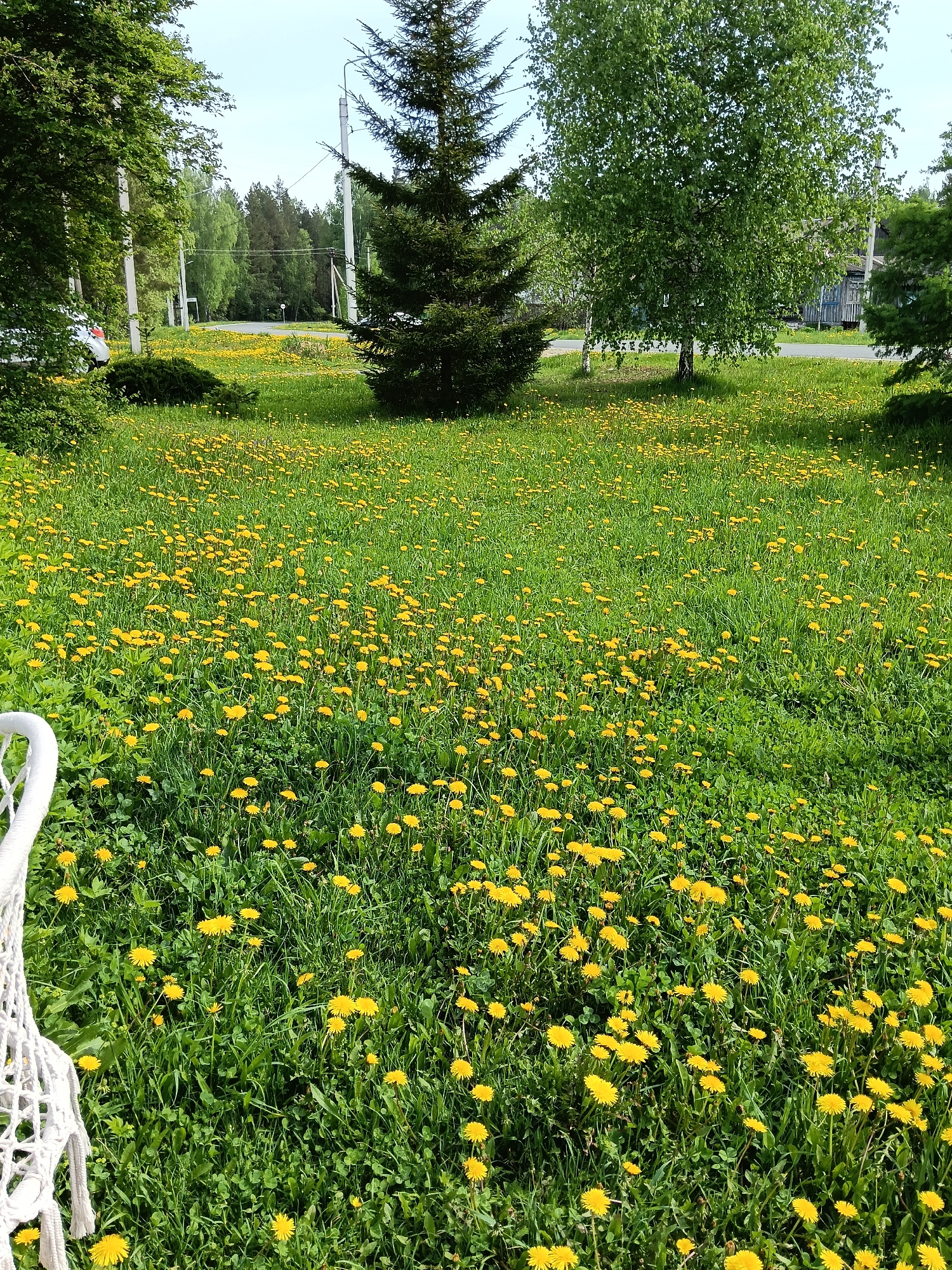 The scene is a sunlit grassy field in Красный Маяк, Russia, densely populated with yellow dandelions. Three trees stand at the edge of the field: a tall evergreen and two birch trees. A residential area is visible beyond the trees. A portion of a white macrame chair is in the foreground.