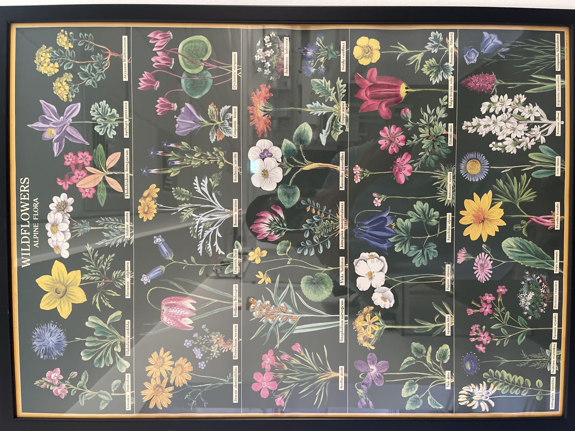 The image shows a framed botanical illustration poster titled "WILDFLOWERS ALPINE FLORA". The poster is dark green and features numerous detailed illustrations of various wildflowers, each labeled with its scientific name. The illustrations are arranged in a grid format across multiple rows and columns. The poster is hanging on a wall. There are reflections visible on the surface of the poster, suggesting it is behind glass and illuminated by artificial light. The environment appears to be indoors, likely a home or gallery setting. There is no specific indication of the location in Tel-Aviv, Israel.