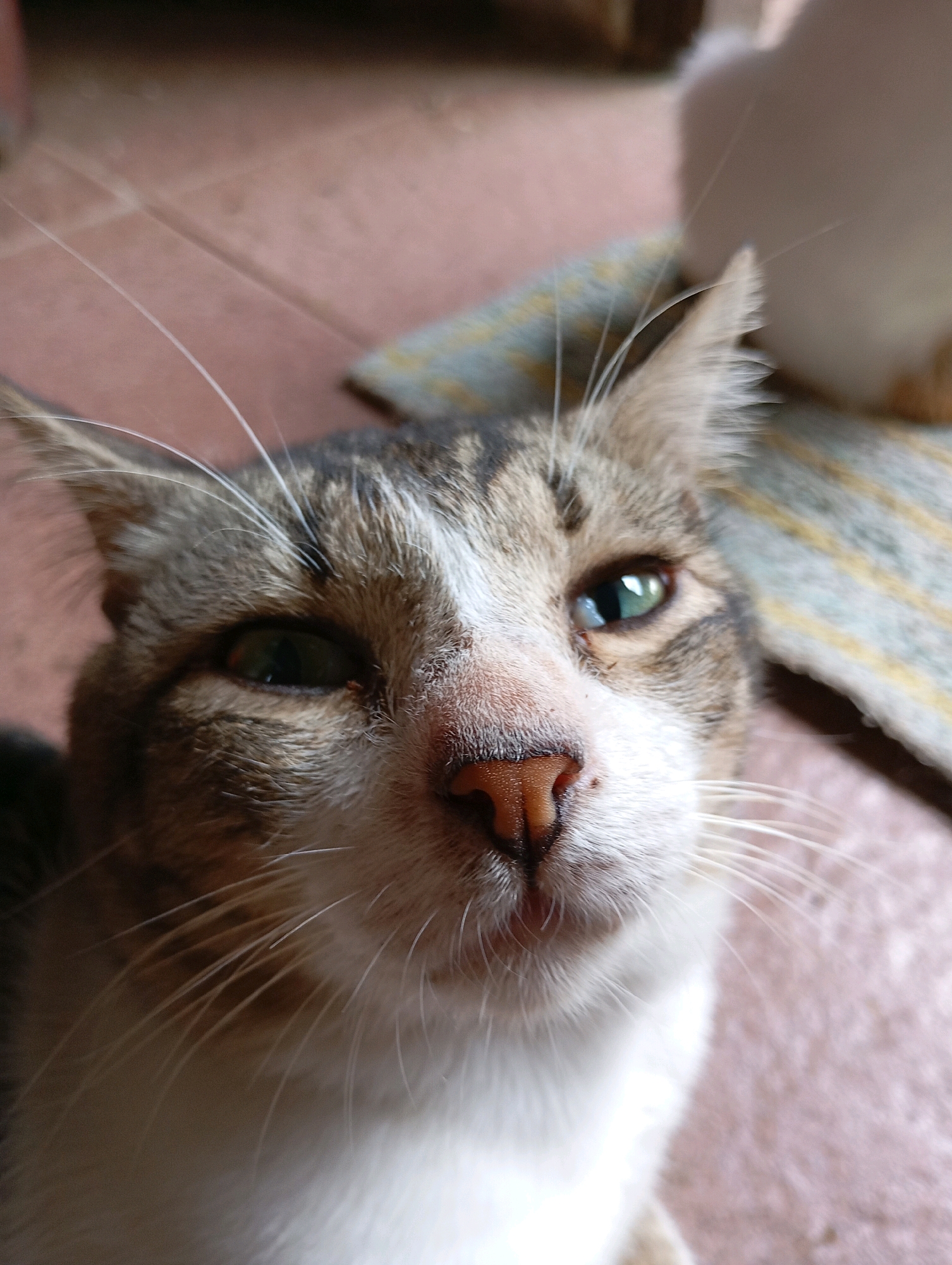 A close-up, eye-level shot captures a tabby cat with white markings on its face, resting on a tiled floor. The cat's fur is a mix of brown, black, and white. Its left eye is partially closed, while the right eye is open and bright green. Its nose is a light brown color. The background shows a tiled floor, a striped rug, and a blurred white object, possibly another animal. The scene is likely indoors, with natural light illuminating the cat. The origin of the image is unclear.