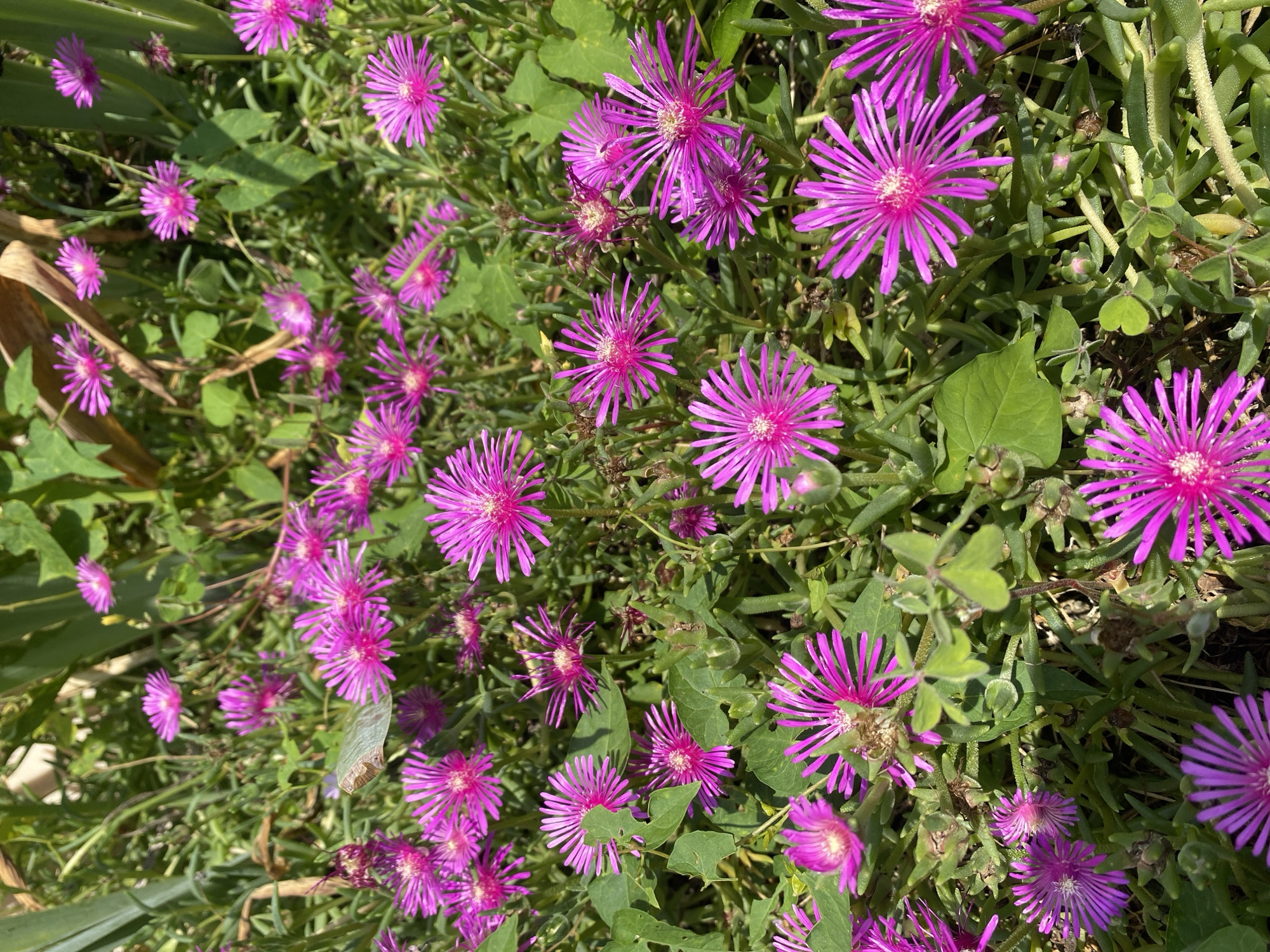 This is a close-up, eye-level, outdoor photograph of a dense cluster of bright magenta flowers with thin, spiky petals. The flowers are of various sizes and stages of bloom, with some fully open and others in bud. They are growing low to the ground amongst green, succulent-like foliage. The background is out of focus, showing more greenery and hints of sunlight filtering through. The scene appears to be a garden or natural landscape. The location is Sergey-Pole, Russia. There are no people or animals visible in the image.