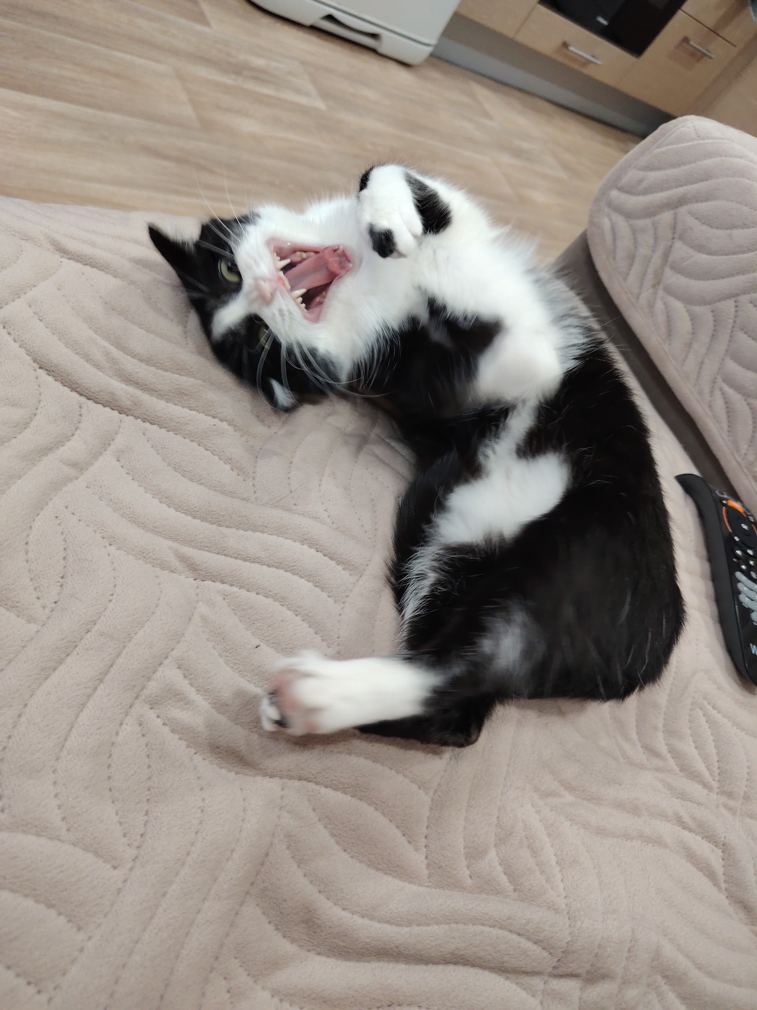 A black and white cat lies on a beige patterned sofa, its mouth open in a wide yawn or hiss. A remote control rests nearby on the sofa. In the background, a tiled floor and cabinetry can be seen. The location is unknown.