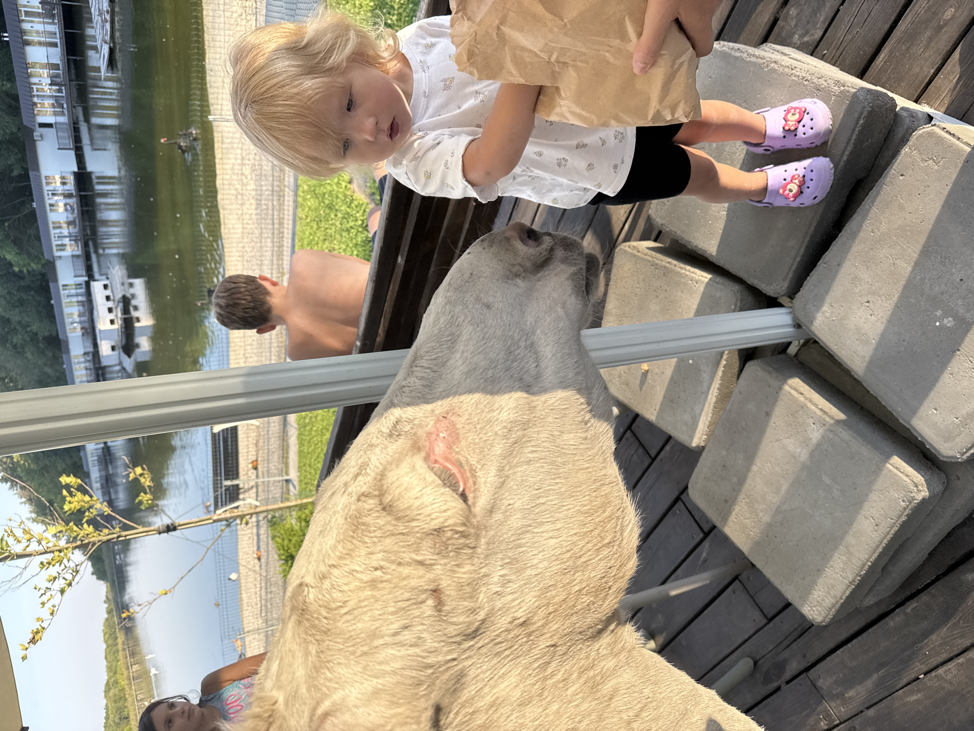 In Orlivshchyna, Ukraine, on a wooden deck, a light-colored donkey is leaning towards a toddler. The toddler, wearing a white floral shirt, black shorts, and purple Crocs with bear charms, is holding a brown paper bag. In the background, a boy with brown hair is seated, facing away from the camera. Beyond him, a body of water is visible with several white buildings along its edge. Black swans swim in the water. The overall setting appears to be a recreational area with a lake.