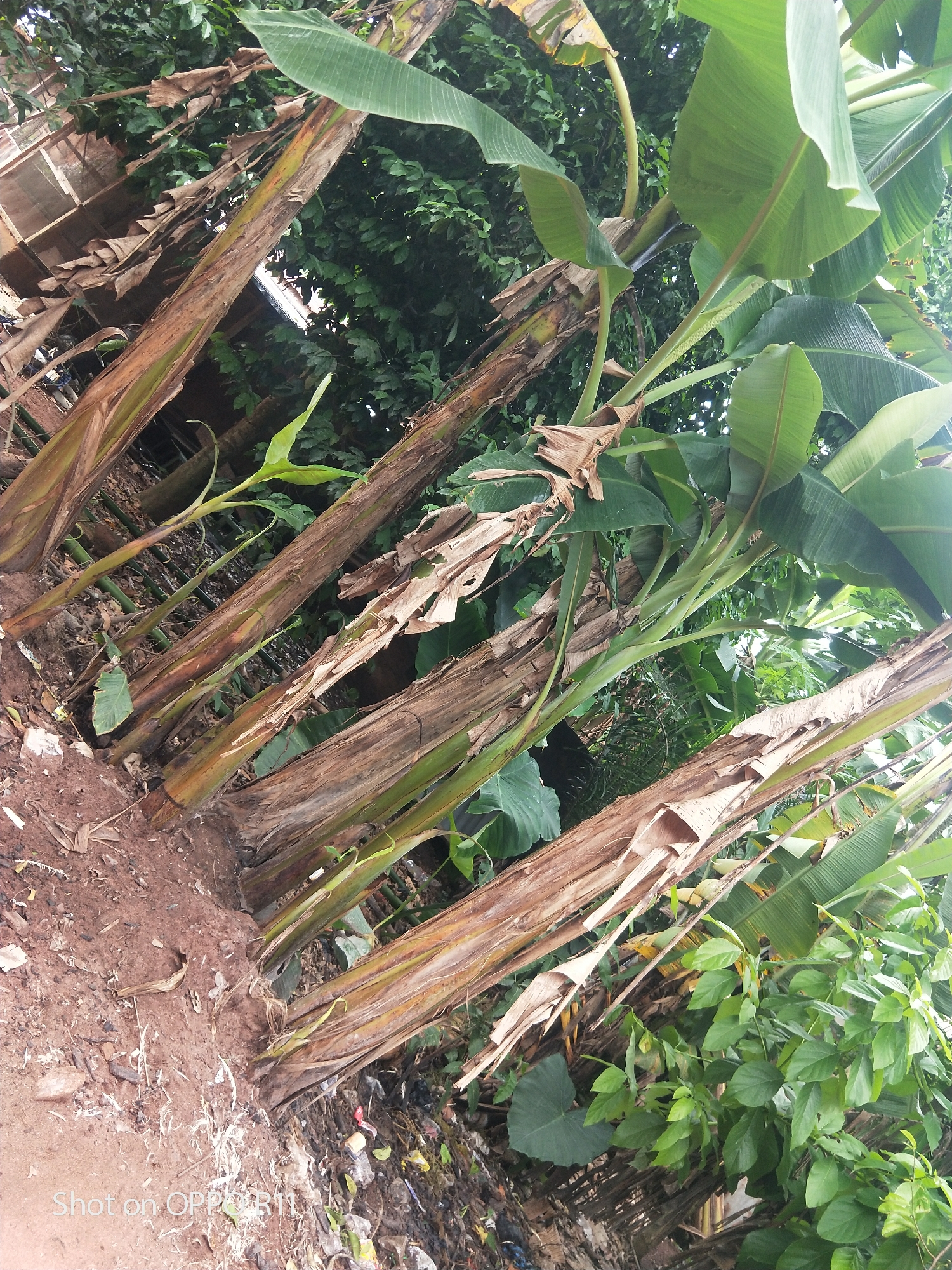 This image captures a cluster of banana trees in Akokwa, Nigeria. The trunks of the banana trees are visible, some with brown, dried leaves clinging to them, while others show greener, new growth. Lush green foliage, characteristic of banana plants and other tropical vegetation, fills the background. The ground is covered with reddish-brown soil, scattered leaves, and some visible debris, suggesting a natural or semi-natural outdoor environment. The overall impression is one of a verdant, tropical setting, likely a garden or a natural clearing within the area of Akokwa.