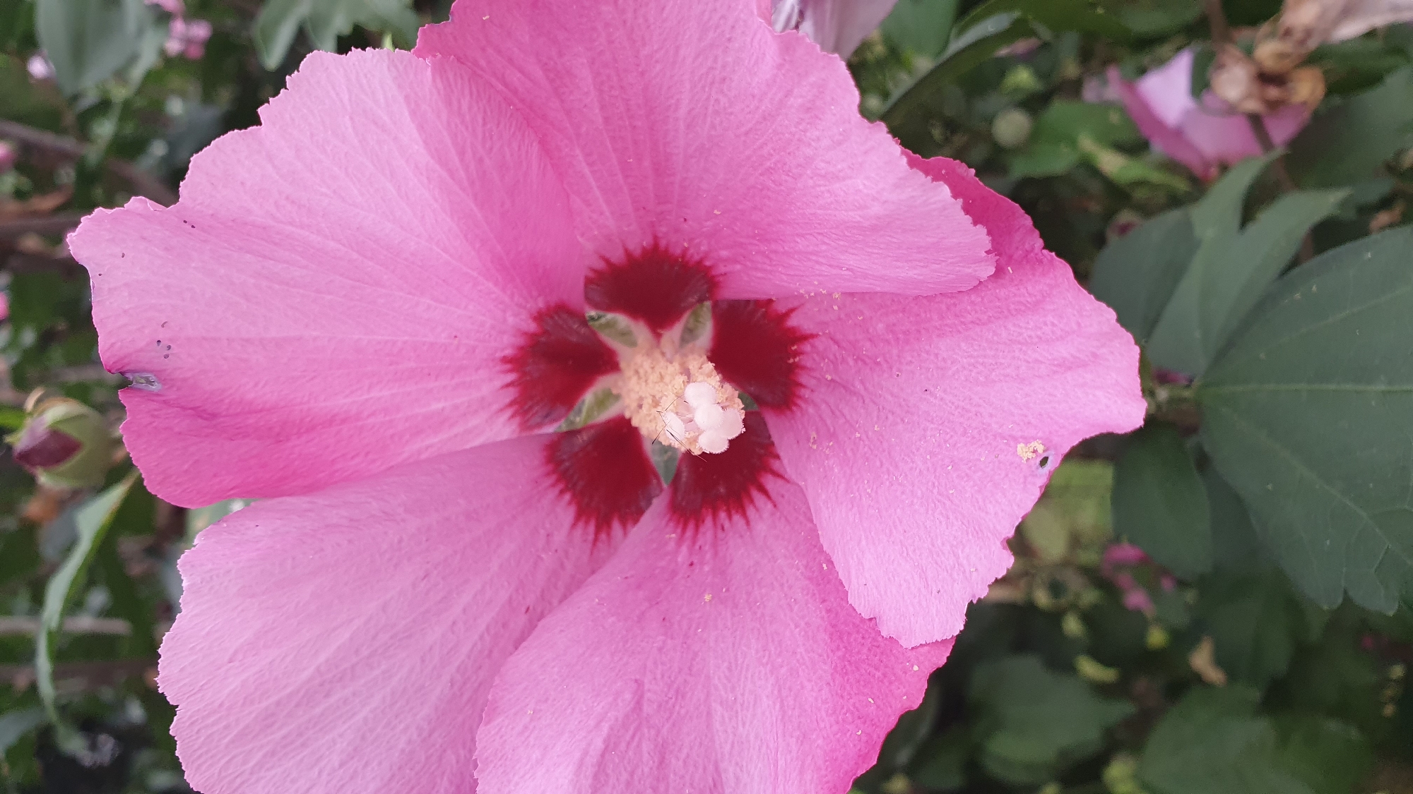A close-up, vertical, eye-level shot focuses on a bright pink hibiscus flower in bloom. The flower's petals are wide and ruffled, with a darker red center. In the center of the flower, a light-colored pistil and stamen are visible, with two small, light-colored insects perched on the pistil. The background is softly blurred, showing dark green foliage and hints of other pink flowers and buds. The overall impression is of a vibrant, natural scene, likely captured in a garden or park setting in Batumi, Georgia.