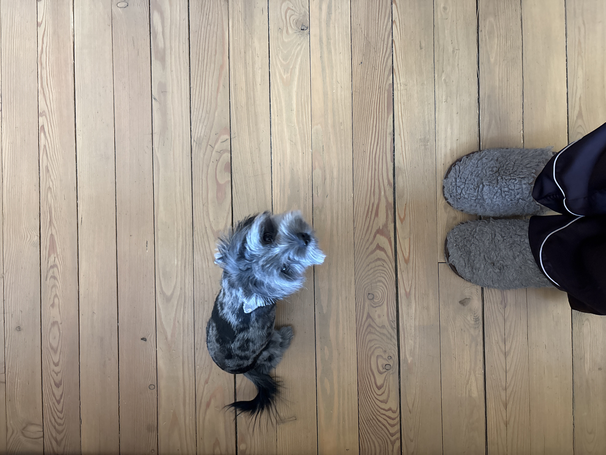 A high-angle shot shows a small, gray and black dog standing on a wooden floor. The dog is facing the upper right corner of the frame. To the right of the dog are two gray slippers, with a person's legs and dark clothing visible next to them. The wooden floor is made of parallel planks running vertically. The scene takes place indoors. Location is not provided in the image, so information about Chaikovsky, Russia cannot be determined.