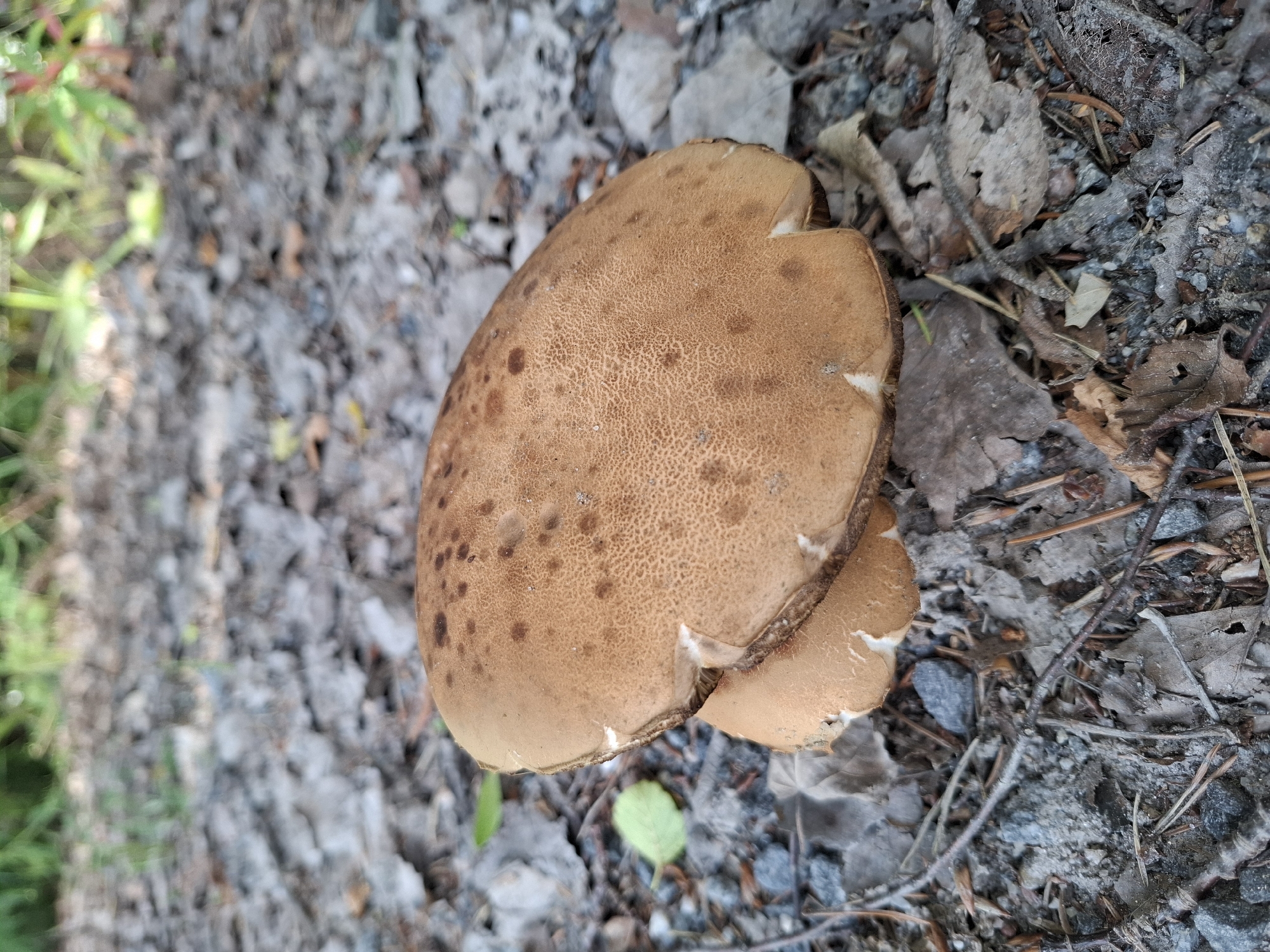 A close-up, eye-level, outdoor shot focuses on two brown mushrooms situated on a forest floor. The mushrooms are the primary subjects, with the larger one positioned in the foreground and partially obscuring the smaller one beneath it. The cap of the larger mushroom is a light brown with darker speckles and a textured surface. The smaller mushroom's cap is visible beneath and to the side of the larger one. The forest floor is covered with a mix of dry leaves, small stones, and pine needles, suggesting a natural environment. In the background, out of focus, are green plants and foliage, indicating a wooded area. The lighting suggests it is daytime, likely with diffused sunlight. The scene is located on a walking path in Mikkeli, Finland.