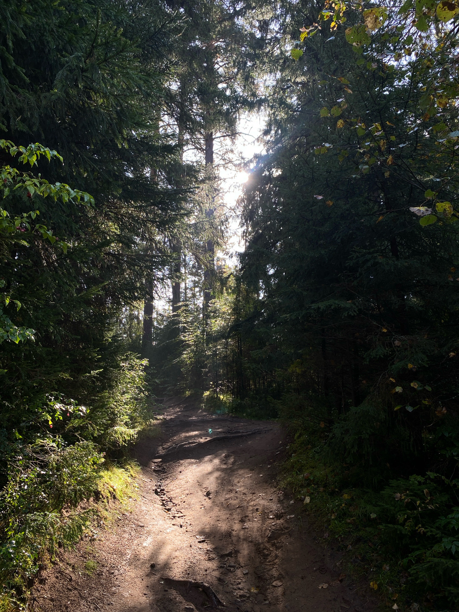 The image shows a dirt path winding through a dense forest. Tall evergreen trees line both sides of the path, with sunlight filtering through the canopy, creating dappled light and shadow on the ground. The path appears to be uneven, with some exposed roots and rocks. The foliage is lush and green, suggesting a temperate climate. The overall impression is one of a secluded, natural environment. Without additional information, it is impossible to definitively state the specific location within Votkinsk, Russia.