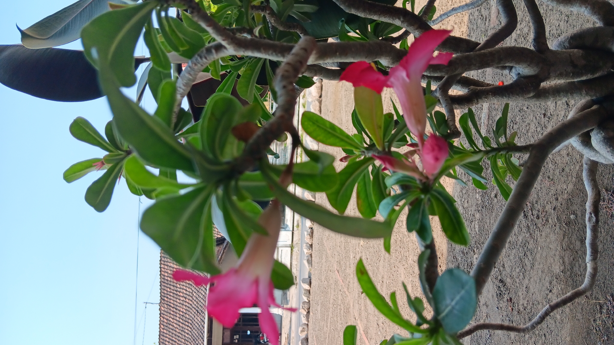 The image depicts a close-up view of a desert rose plant with bright pink flowers. The plant has thick, gnarled branches and lush green leaves. In the background, a tiled roof of a building is visible, along with a sandy ground area and a clear blue sky. The setting appears to be outdoors, possibly in a residential area or garden. The camera angle is low, looking upwards towards the plant and the sky. The image is sharp and well-lit, suggesting it was taken during the day. The overall impression is one of natural beauty and tranquility.