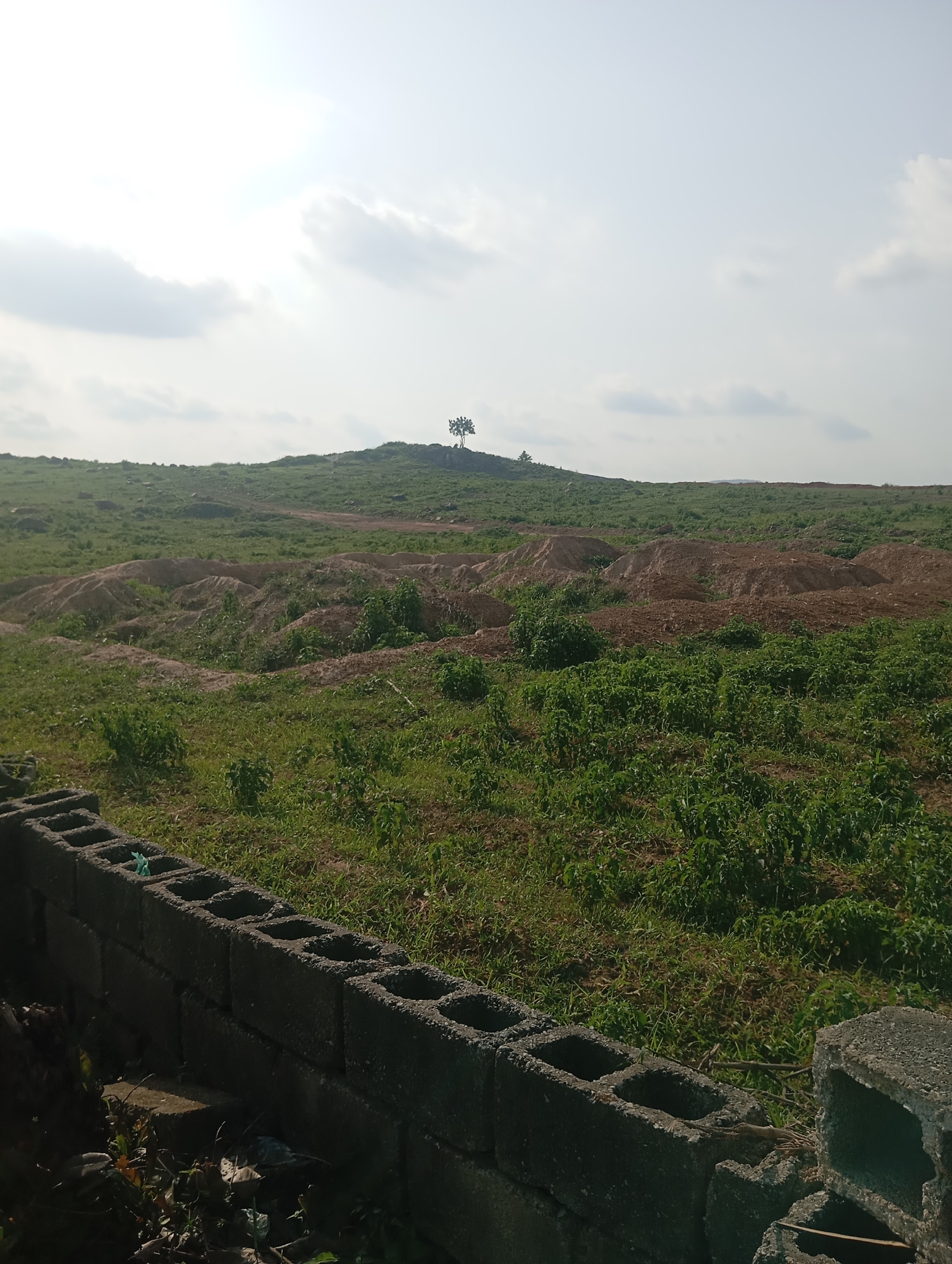 This image depicts an outdoor landscape in Dutsen Alhaji, Nigeria, characterized by uneven terrain with patches of green vegetation and areas of exposed brown earth, suggesting recent earthworks or construction. In the foreground, a low wall constructed from gray concrete blocks is visible, partially covered by shadows. Beyond the wall, the land rises towards a distant hilltop. On the crest of this hill, a solitary tree with a sparse canopy stands against a pale sky with scattered clouds. The overall scene conveys a sense of undeveloped land, possibly on the outskirts of the city, under a bright, possibly overcast, sky. There are no people or animals present in the image.