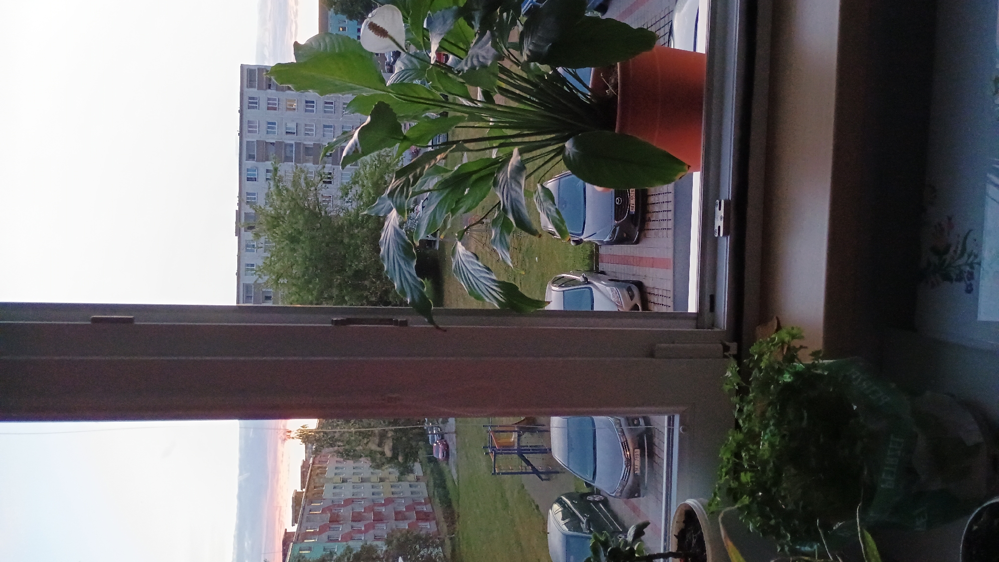 The image shows a view from a window overlooking a residential area in Sokolov, Czechia. In the foreground, on the windowsill, are several potted plants, including a large peace lily in an orange pot and a smaller leafy plant in a decorative pot. The window frame divides the view.
Outside the window, there are several cars parked in designated spots. A playground structure is visible in the middle ground, with grassy areas and apartment buildings in the background. The buildings are typical of a Soviet-era housing estate, with multi-story blocks painted in various colors. The sky shows a soft, diffused light, suggesting either sunrise or sunset. There are no people visible in the scene. The overall impression is a quiet, everyday urban landscape.