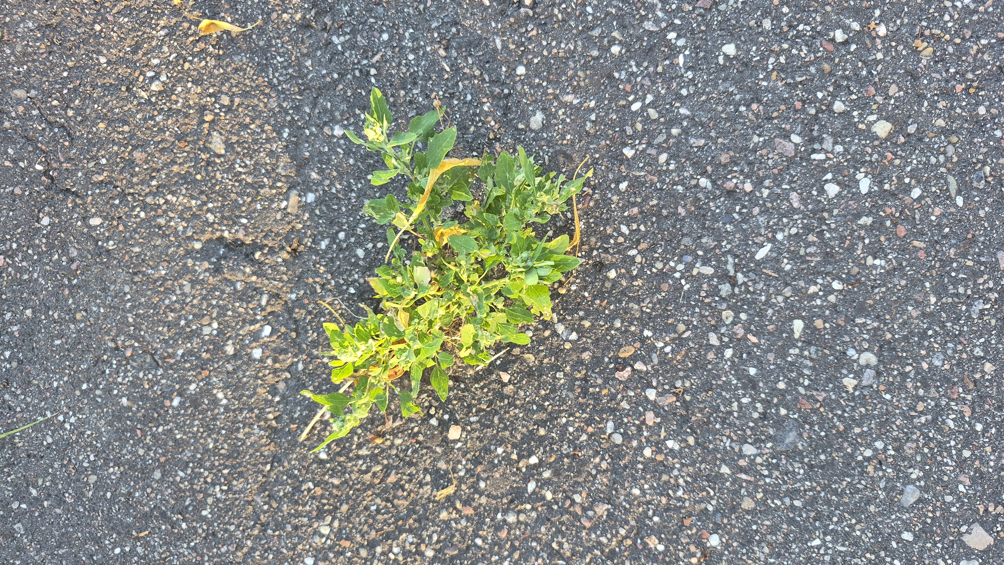 The image shows a close-up, overhead view of a small green plant growing through a dark gray asphalt surface. The asphalt is speckled with various small, light-colored stones. The plant is lush with many small, irregularly shaped green leaves and some yellowing foliage. A thin, dry yellow stem or leaf extends from the plant into the asphalt. The lighting suggests it is daytime, with shadows cast on the asphalt by the plant. No people or structures are visible in the frame. The scene appears to be an outdoor urban environment.