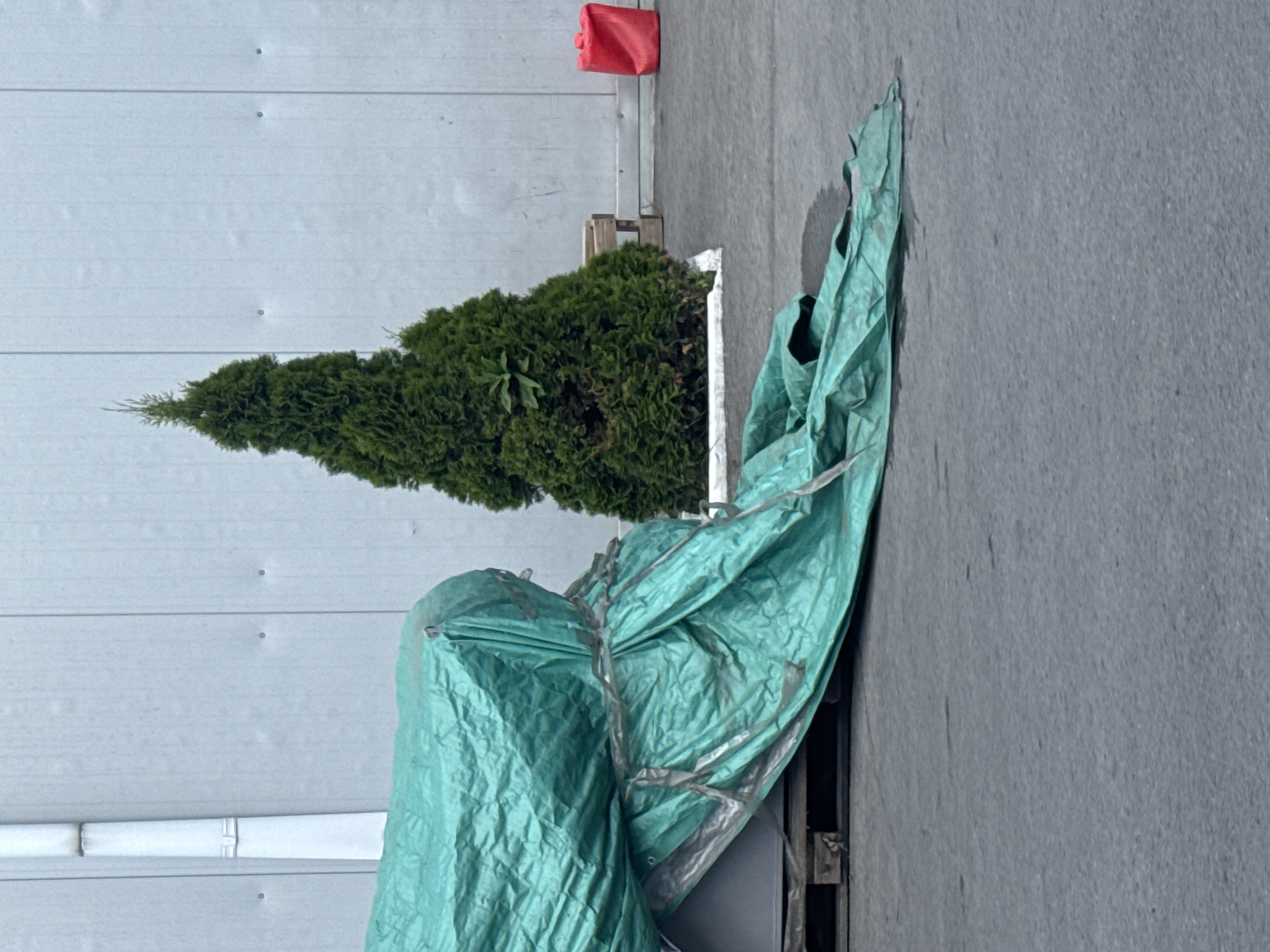 The image shows an outdoor scene, possibly in Shakhty City District, Russia. A tall, green evergreen tree, likely a cedar or juniper, stands in a white planter box, positioned against a pale, corrugated metal wall. To the right of the tree, a large, crumpled green tarp covers some unseen objects resting on wooden pallets. The tarp is secured with what appears to be tape or straps, creating a bulky, uneven shape. In the upper right corner of the background, a small, bright red object, possibly a plastic container, is visible against the metal wall. The ground is a rough, gray asphalt surface. The lighting suggests it is daytime, with no strong shadows indicating a specific time of day, and the weather appears to be neutral. The scene appears to be in an industrial or storage area, with the corrugated wall and pallets suggesting a functional, rather than decorative, setting. There is no visible text in the image.