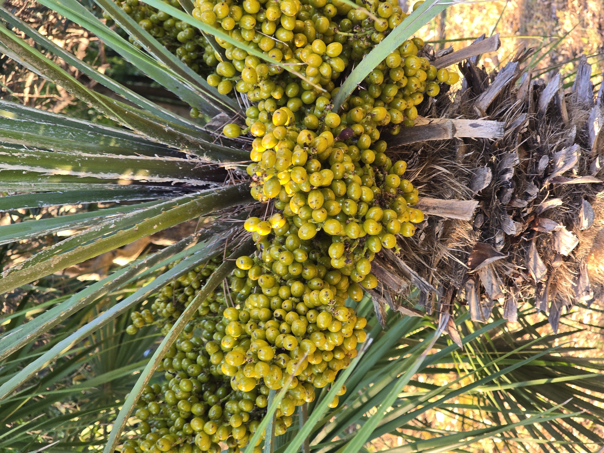 The image is a close-up, vertical shot of a cluster of green, berry-like fruits growing on a palm tree. The berries are small, round, and appear to be tightly packed together, forming a large bunch. They are a vibrant green color, with some showing slight variations in shade and a few darker spots. The fruits are supported by thick, woody stems.
Behind the fruit cluster, the trunk of the palm tree is visible. It is covered in a rough, fibrous bark, predominantly in shades of brown and gray. There are also several large, pointed leaves or fronds of the palm tree emerging from the top and sides of the trunk, which are a deep green color and have a spiky texture. Some of these fronds partially obscure the fruit.
The background is softly blurred, suggesting it is out of focus. It appears to be an outdoor environment with diffused sunlight creating a warm, golden glow. The impression is of a natural setting, possibly a park or garden.
No people are present in the image, nor are any actions or interactions depicted. The focus is solely on the palm tree and its fruit.
The scene is one of natural growth and abundance, highlighting the visual appeal of the fruit and foliage of the palm tree. The lighting suggests it might be late afternoon or early morning, with the sun casting long shadows and highlighting textures.
Without specific visual cues pointing to Podgorica, Montenegro, such as recognizable landmarks or distinct vegetation unique to that precise location, it is impossible to confirm the image's specific geographical placement within the city. However, the overall appearance is consistent with a Mediterranean climate where palm trees are common.