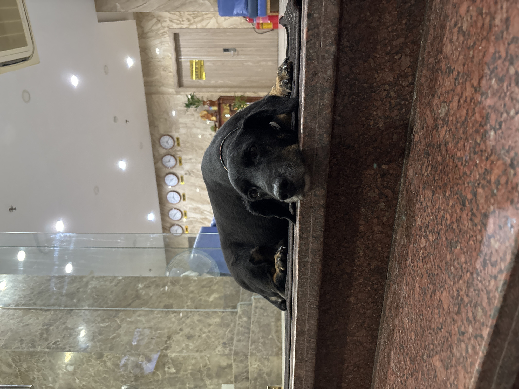 A black and tan dog is lying down on a dark rug on top of a granite step. The dog's head is resting on its paws, and its eyes are open, looking at the camera. The dog is in a hotel lobby, as indicated by the marble walls, tiled ceiling with recessed lighting, and a door with a hotel key card reader. There are several world clocks on the wall behind the dog, suggesting the hotel caters to international travelers. A fire extinguisher is visible to the right of the door. The overall scene is clean and well-lit.