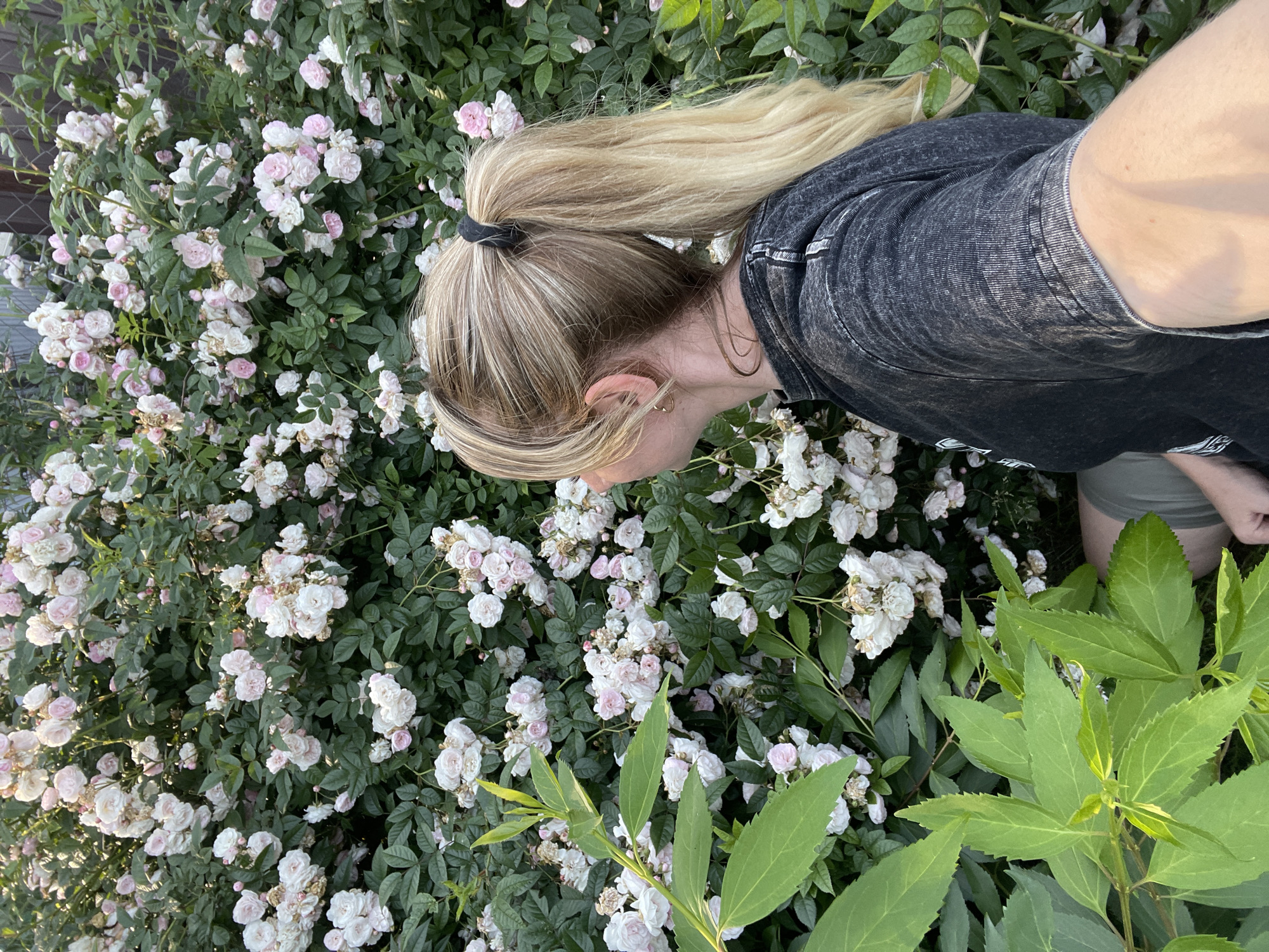 In Knevichi, Russia, a young woman with blonde hair pulled into a high ponytail stands next to a dense bush laden with small, white and pink roses. She is wearing a dark, acid-washed t-shirt and olive-green shorts. Her head is tilted, and she appears to be looking at or smelling the roses. The background is filled with the abundant blooms and dark green foliage of the rose bush. The lighting suggests it is either early morning or late afternoon, casting a soft glow on the scene.