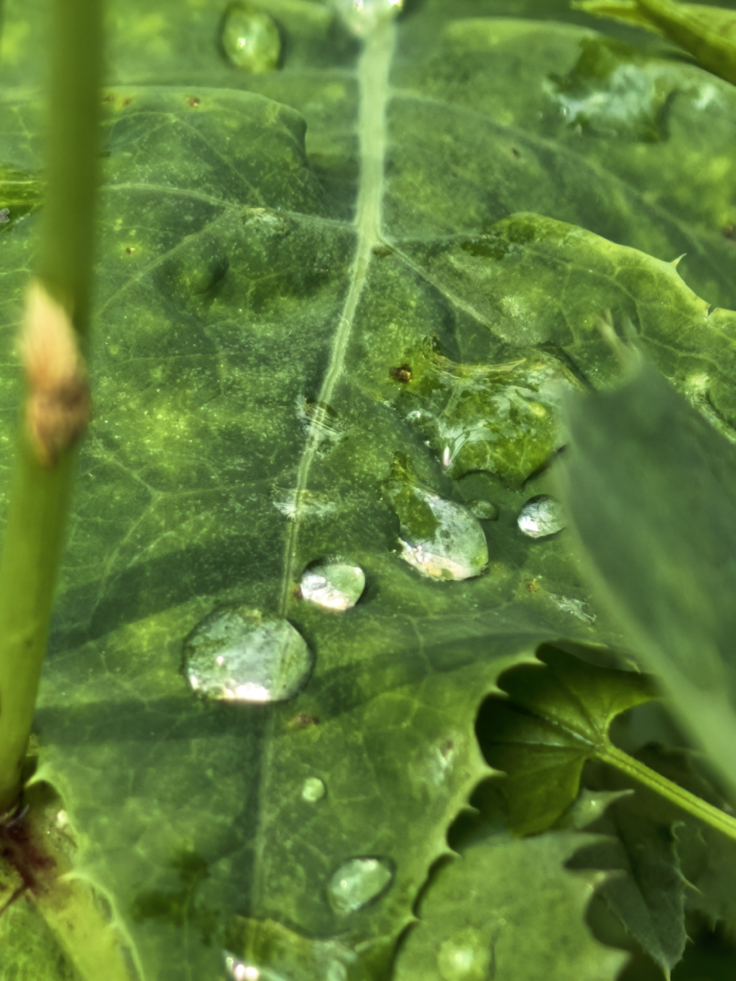 This is a close-up, macro photograph of a vibrant green leaf covered in water droplets. The leaf has a prominent central vein and a textured surface with visible smaller veins branching out. Several water droplets are scattered across the leaf, some appearing as clear spheres reflecting the light, while others are more spread out, creating shiny patches on the leaf's surface. A thin, green stem is partially visible on the left side of the image, with a small, light-brown bud or growth on it. The background is softly blurred, suggesting a natural outdoor setting. The lighting indicates a bright environment, possibly daytime, and the presence of water droplets suggests recent rain or dew. The image conveys a sense of nature's detail and the beauty of water on foliage. No people, text, or specific location cues are visible in the image itself, other than the general natural setting.
