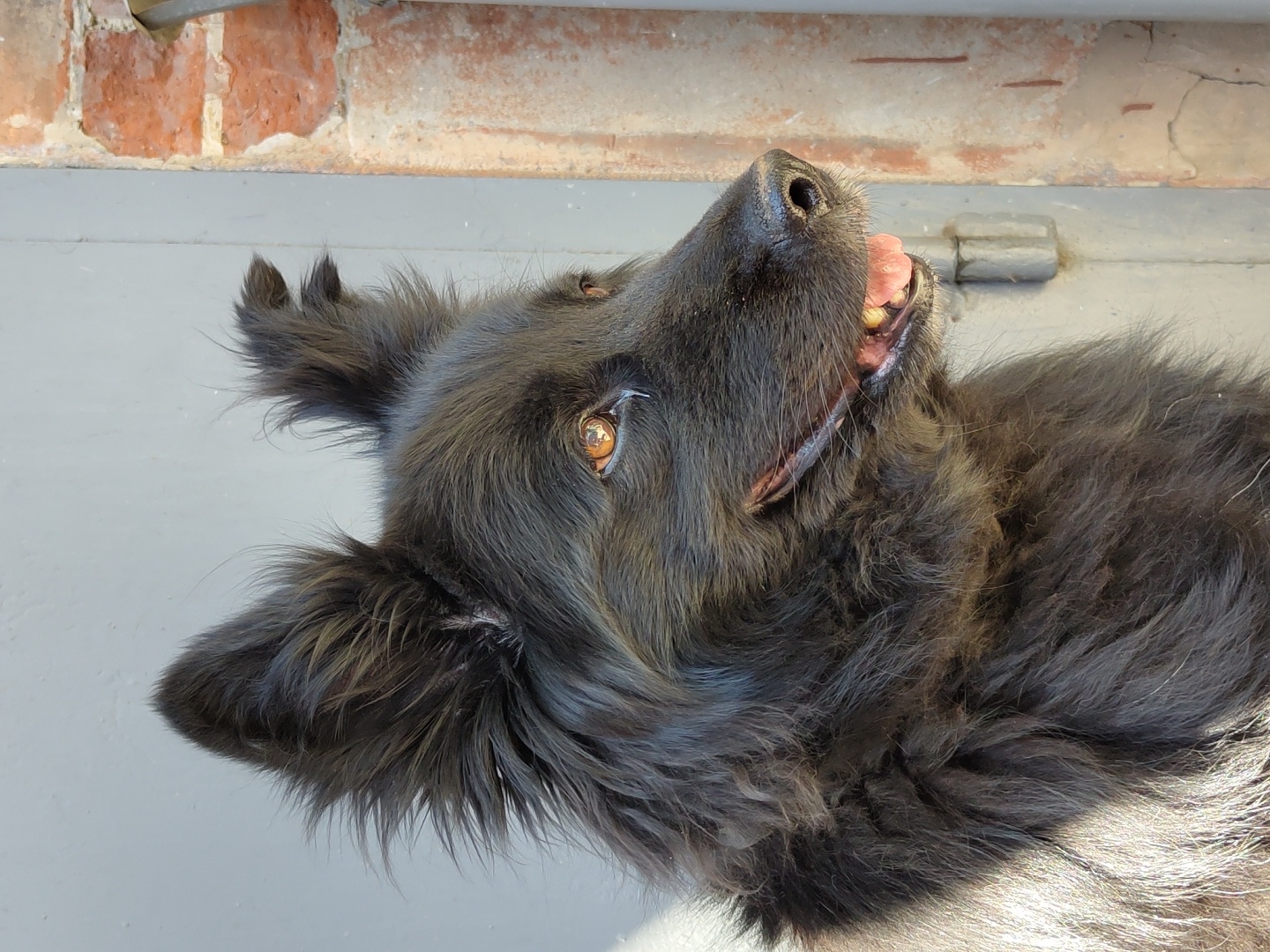 An outdoor, close-up, eye-level, medium shot captures a black German Shepherd dog in profile, facing right, against a gray, paneled door and a brick wall. The dog has long, dark fur, pointed ears with tufts of hair, and amber eyes. Its mouth is slightly open, revealing its tongue and teeth, and its head is tilted slightly. A thin shadow falls across the dog's chest and neck. To the right, the weathered brick wall shows varying shades of red and orange, with visible mortar lines. A thin, vertical pipe or conduit runs along the edge of the brickwork. The lighting suggests a bright, sunny day.