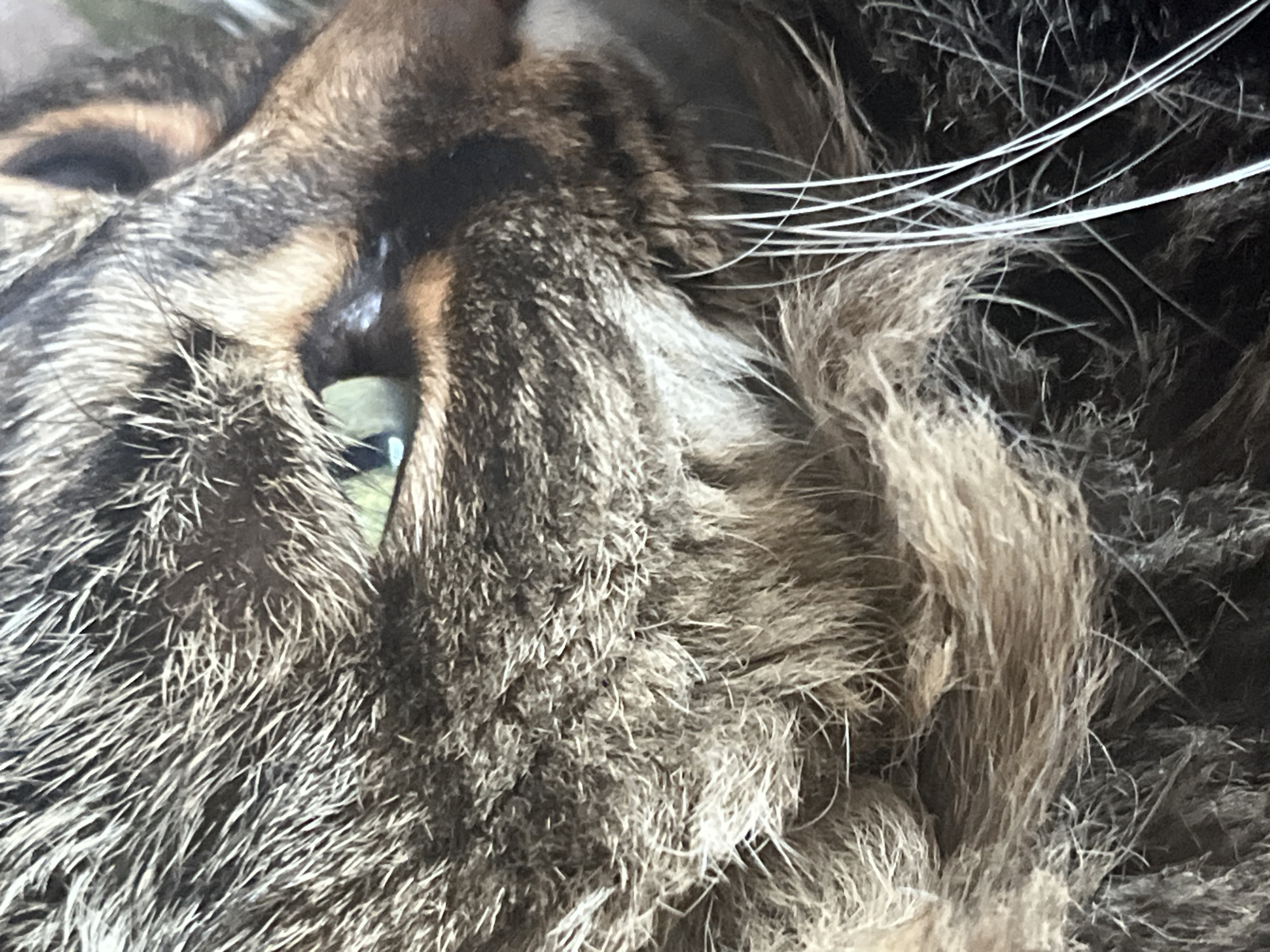 This is a close-up, eye-level, medium shot photograph of a tabby cat's face. The cat's fur is a mix of brown, black, and grey, with lighter cream-colored fur around its eye and muzzle. The cat's left eye is visible, and it is a vibrant green color. Its pupils are dilated, suggesting the photo was taken in low light. The cat's whiskers are long and white, and they fan out from its muzzle. The fur is detailed, showing individual strands and texture. There are no other subjects or objects clearly visible in the frame. The image does not provide any information about the cat's location in Chelyabinsk, Russia, or any specific environmental context beyond the cat itself.