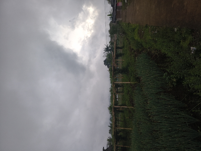 Overcast sky dominates the scene, punctuated by a small sunlit patch. Below, a field of densely planted green crops stretches into the distance, organized by a wooden support structure. A pathway borders the field, lined with dense vegetation. Some buildings and trees are visible in the background.
