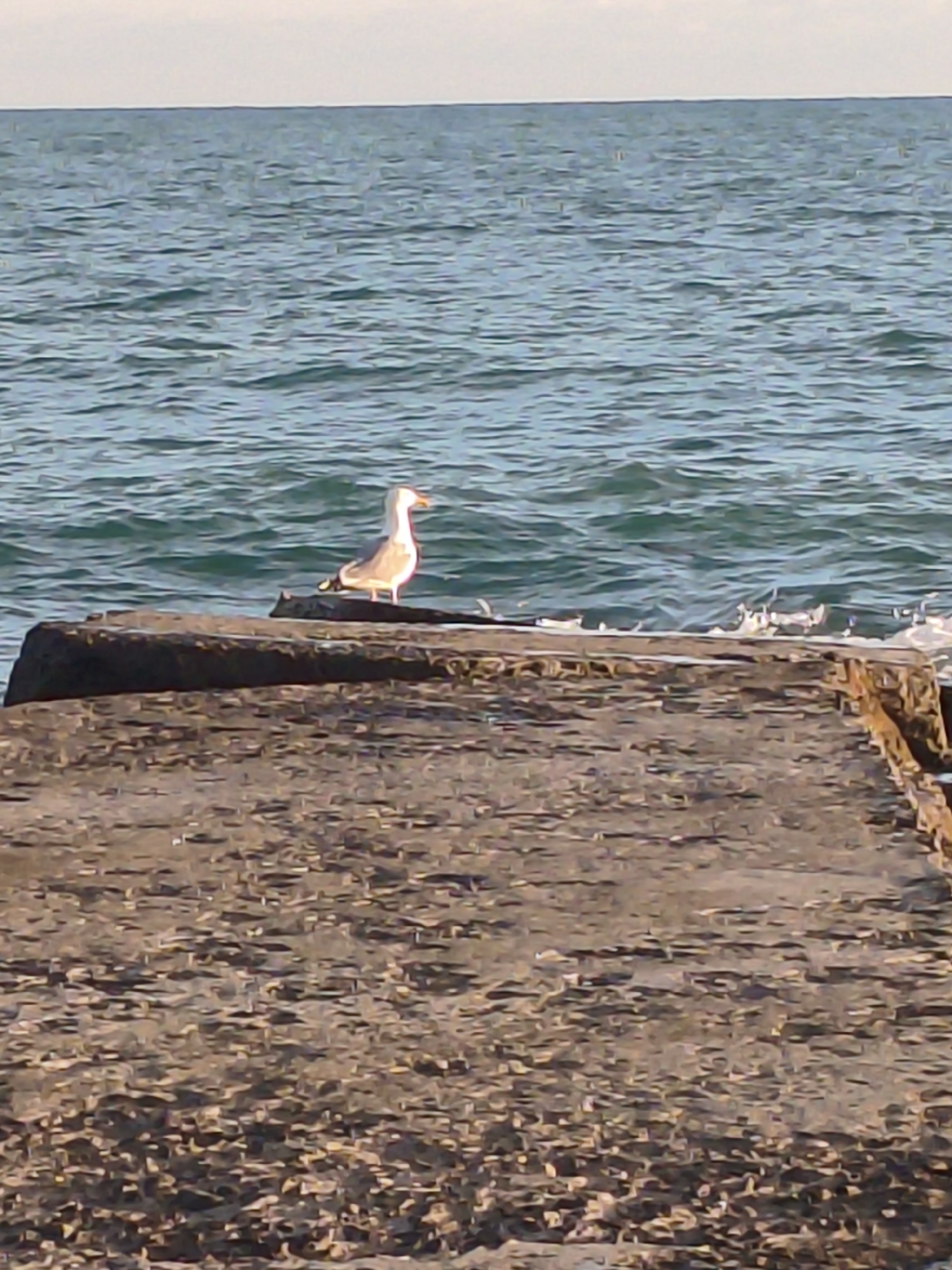 A lone seagull stands on a concrete structure by the sea. The seagull is facing right, with its head slightly turned. The concrete structure appears to be a breakwater or pier, with visible rough texture and some darker areas suggesting water or algae. The sea behind the seagull is calm with ripples and reflects the sky. The sky is overcast with a pale, grayish hue. The image appears to be taken in the city of New Athos, Abkhazia, near the sea. There are no other people or animals visible in the frame.