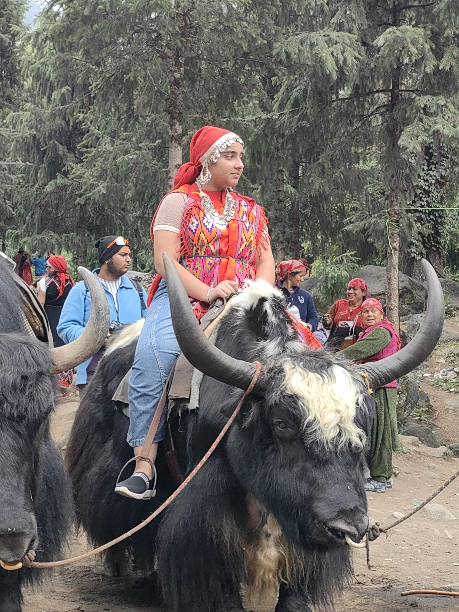 In Solang, India, a young person with a red headscarf and traditional clothing rides a yak. The person is adorned with elaborate silver jewelry around their neck and on their forehead. They are wearing a vibrant, multi-colored tunic over a white top and blue jeans. The yak is large and black with a tuft of white fur on its head, and its horns curve upwards. Another yak is partially visible to the left. Several other people are in the background, some wearing red headscarves and traditional attire, suggesting a cultural event or gathering. The environment appears to be a natural outdoor setting with pine trees and rocky terrain. The ground is dusty, and a rope is visible in the foreground, possibly used for controlling the yak.
