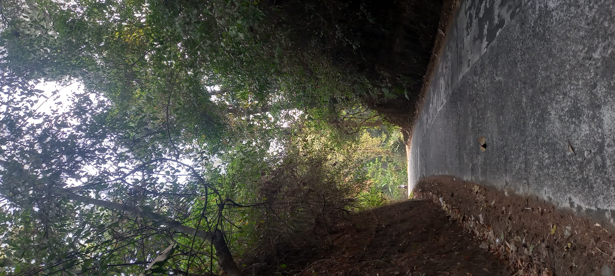 The image depicts a narrow asphalt road winding through a lush, green forested area. The road is flanked by steep, earthy embankments covered in dry leaves and vegetation on the left and dense foliage on the right. The canopy of trees overhead creates a dappled light effect on the road, with sunlight filtering through the leaves. In the distance, a lone person is visible riding a scooter or motorcycle on the road, heading away from the camera. The scene suggests a rural or semi-rural location, likely a pathway through a natural landscape. While no specific landmarks of Malabar, Indonesia are identifiable, the environment is consistent with tropical or subtropical regions. The overall impression is one of a quiet, secluded journey through nature.