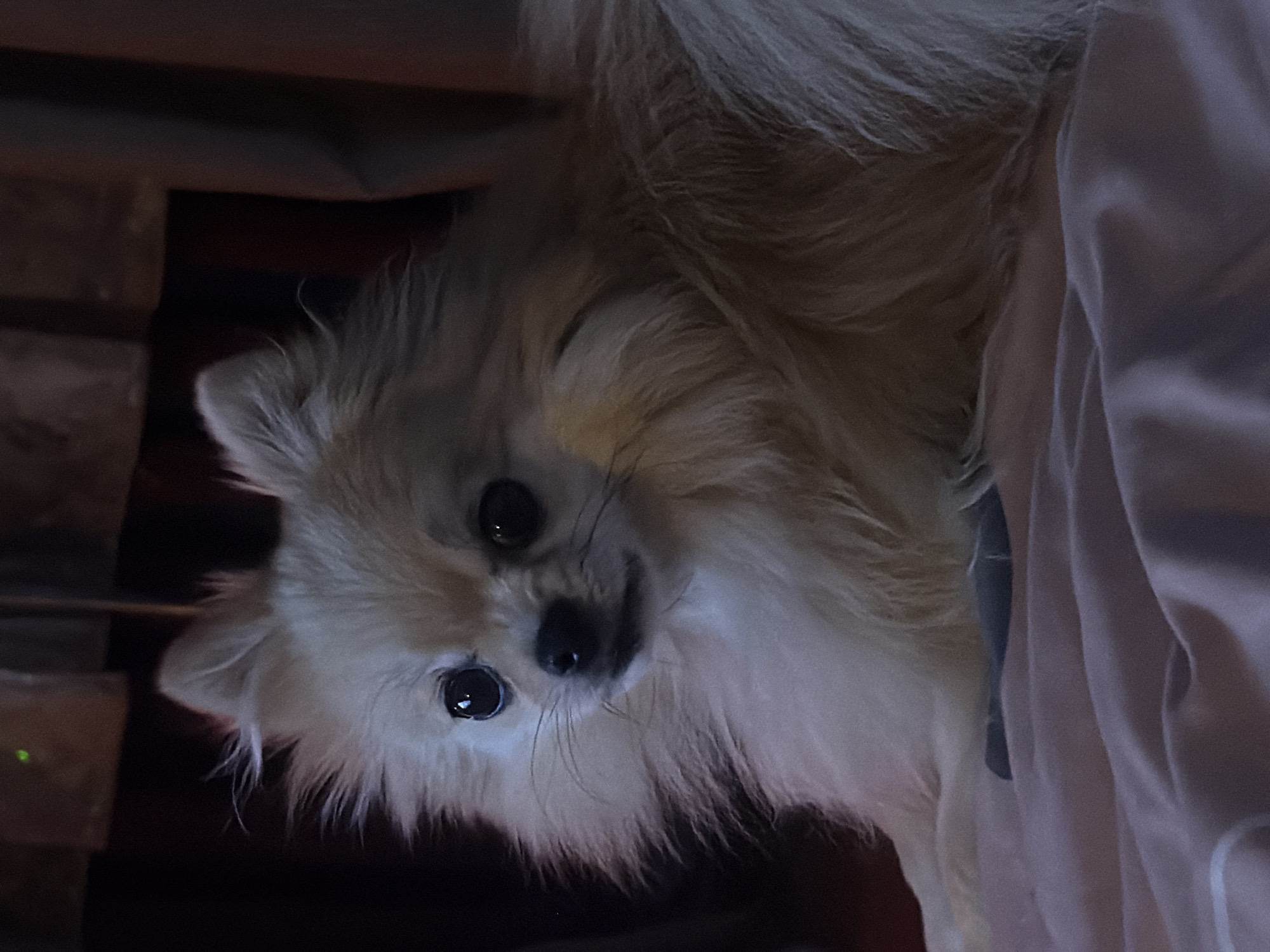 The main image features a small, fluffy dog, likely a Pomeranian or a similar spitz-type breed, with cream, light blonde, and light brown fur. The dog's head is tilted slightly, and it is looking directly into the camera with large, dark, and shiny eyes, conveying an inquisitive and gentle expression. A dark collar is partially visible around its neck.
The setting appears to be indoors with dim lighting, suggesting either evening, night, or an area with limited illumination. The background on the left is dark and out of focus, showing indistinct structural elements, possibly brickwork or wood, and a small green light in the distance (visible in cropped views), indicating the presence of electronic equipment. To the dog's right, a soft, light-colored fabric, possibly a blanket or clothing, can be seen. The dog is the central focus, and its activity is simply observing or engaging with the photographer. There is no visible text in the image. The scene is located in Chaikovsky, Russia.