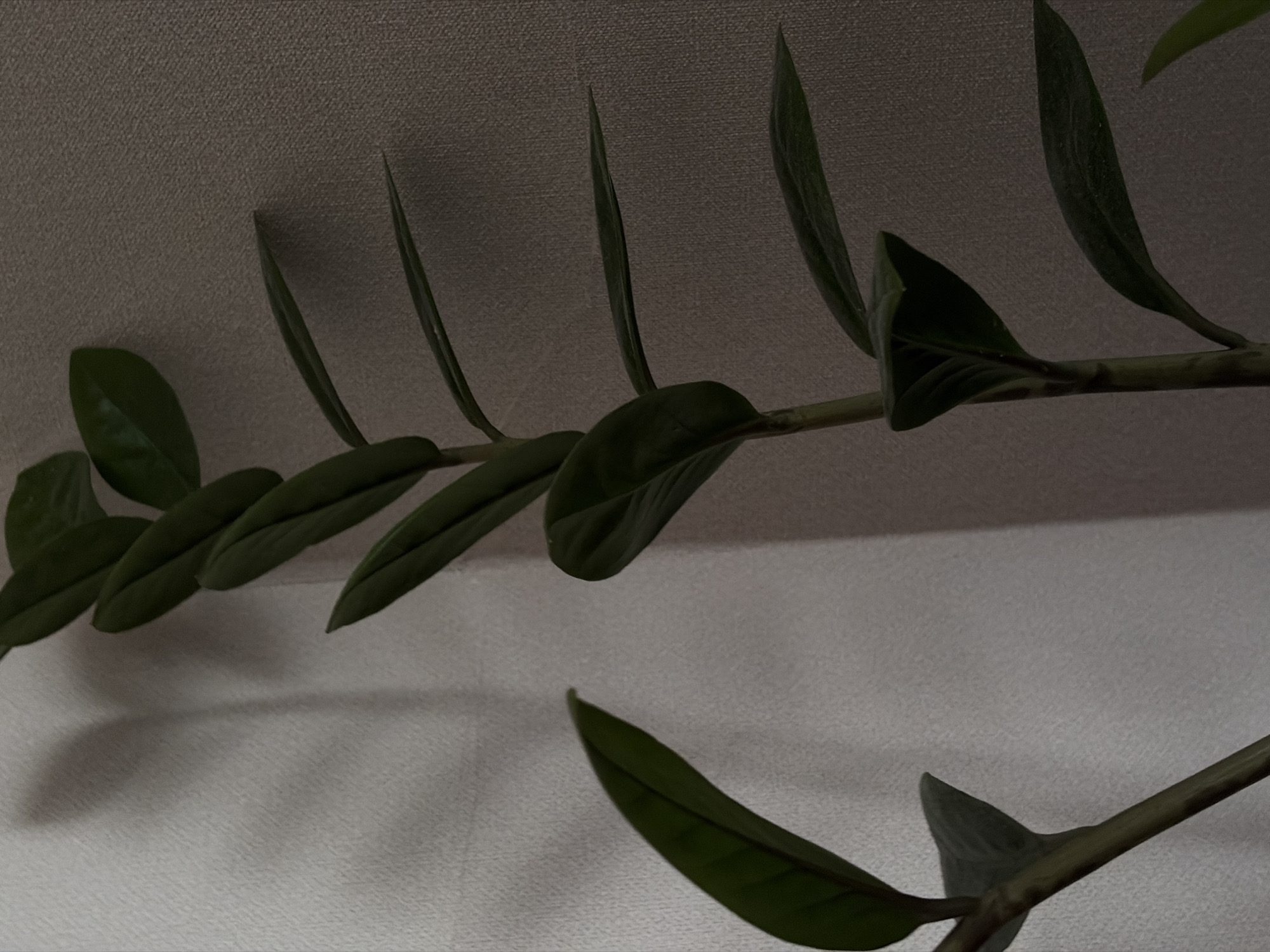 The image shows a close-up of a Zamioculcas zamiifolia plant (ZZ plant) against a background of textured white surfaces. The plant has a stem with several green leaves branching off it. The leaves are elongated and pointed. The surfaces in the background appear to be walls, with the top surface appearing darker than the bottom. There is no indication of the location being in Krasnodar, Russia or any people, interactions, or specific actions in the image.