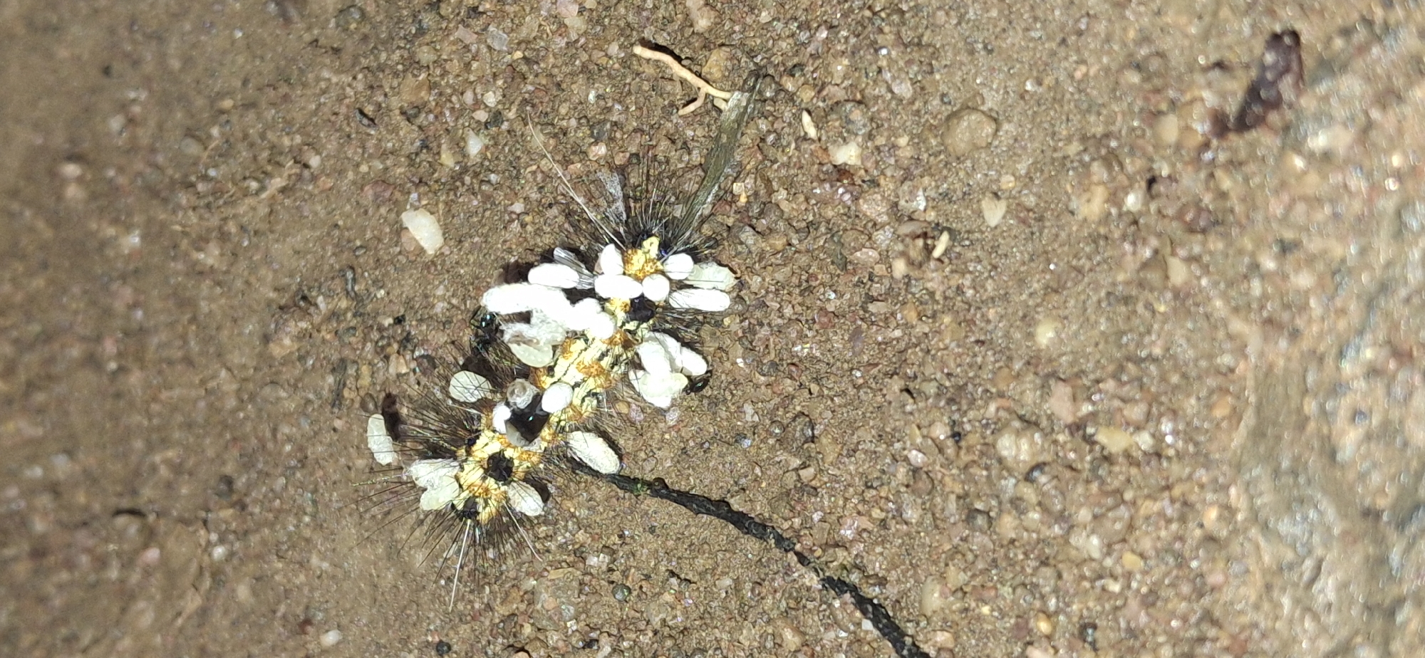 A close-up, eye-level shot captures a caterpillar in the process of pupating on the sandy, pebble-strewn ground of Vallecito, Venezuela. The caterpillar, elongated and fuzzy, is adorned with clusters of white, cocoon-like structures that appear to be attached to its body. Its dark, bristly hairs contrast with the white pupae and the mottled brown and gray ground. A thin, dark thread-like object extends from the caterpillar towards the lower left corner of the frame. The lighting is dim, suggesting it was taken at night or in low light conditions.