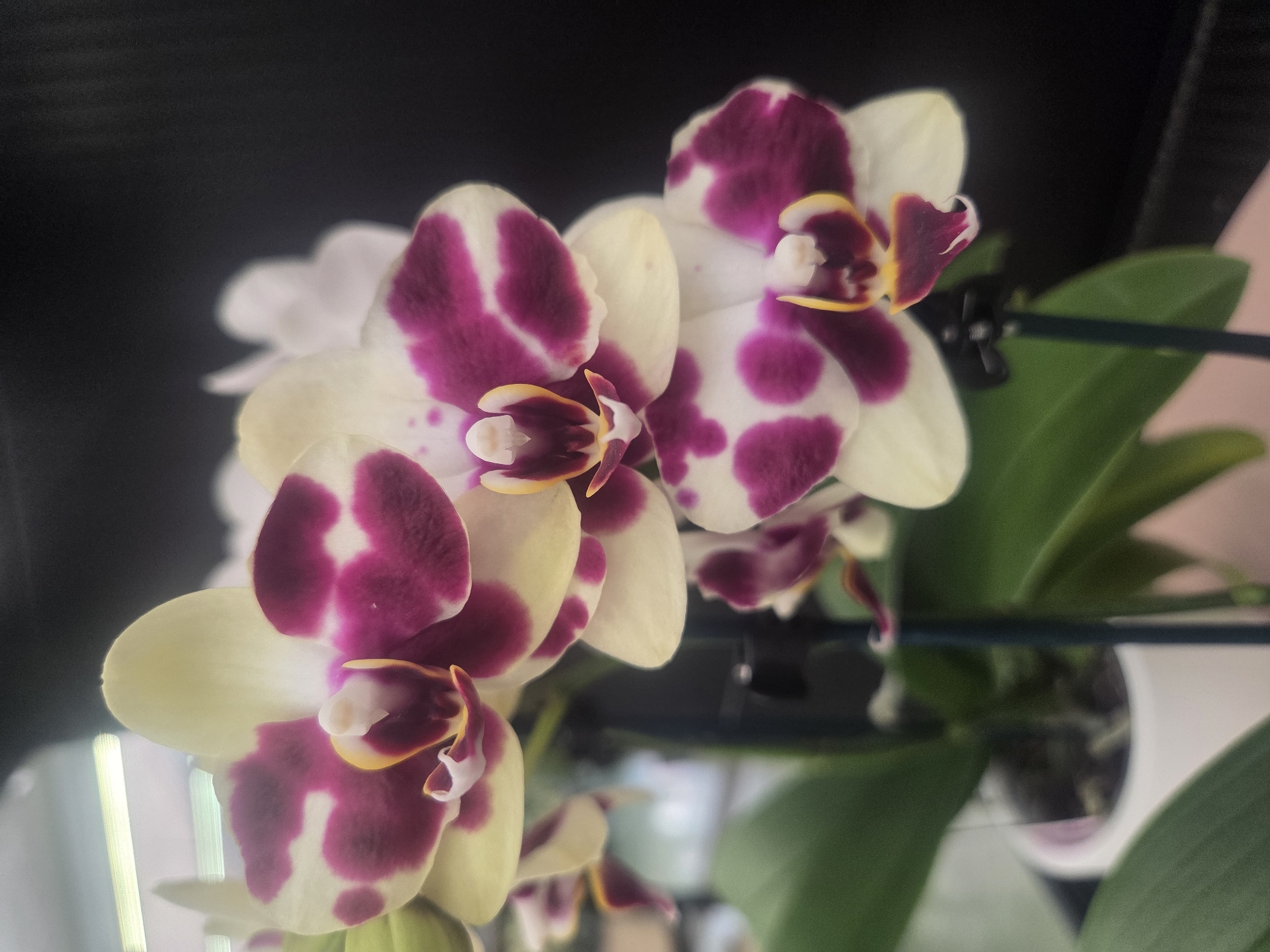 This is a close-up, eye-level, vertical shot of a potted orchid plant with white and magenta spotted flowers. The flowers are in focus, with the background blurred. The plant is in a white pot, and its leaves are a vibrant green. The orchid's petals are delicate and layered, with a central yellow and maroon "lip." The dark background suggests an indoor setting, possibly a greenhouse or a dimly lit room. The image does not contain any information to suggest a location in Verona, Italy.