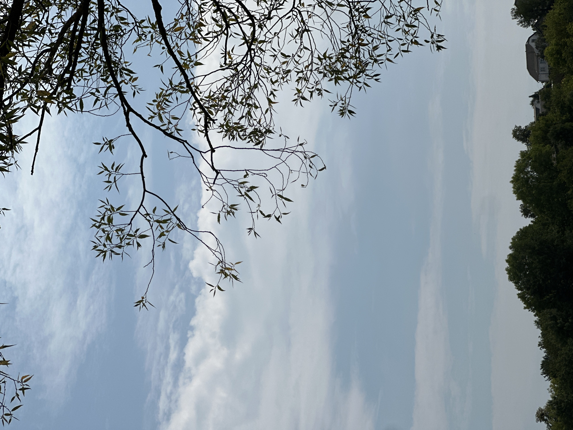 The image depicts a serene outdoor scene with a focus on nature and a hint of human habitation. The upper half of the frame is dominated by a pale blue sky, punctuated by wispy white clouds that streak across the expanse. Silhouetted against this sky are the delicate branches and sparse leaves of a tree, which extend from the right and top edges of the image. The leaves are a muted green, suggesting a late summer or early autumn setting.
In the lower portion of the image, a dense line of dark green trees forms a natural horizon. These trees appear to be deciduous, their foliage lush and full. Peeking out from behind the treeline, on the right side of the frame, are two houses. One house is larger and lighter in color, with a dark roof and visible windows. The other house, partially obscured by trees, appears to be smaller and darker.
The overall impression is one of a peaceful, slightly overcast day in a rural or suburban area, possibly on the outskirts of Makiv, Ukraine. There are no people or animals visible in the frame, and no discernable actions or interactions are taking place. The environment is natural and tranquil, with a subtle human presence indicated by the distant houses.