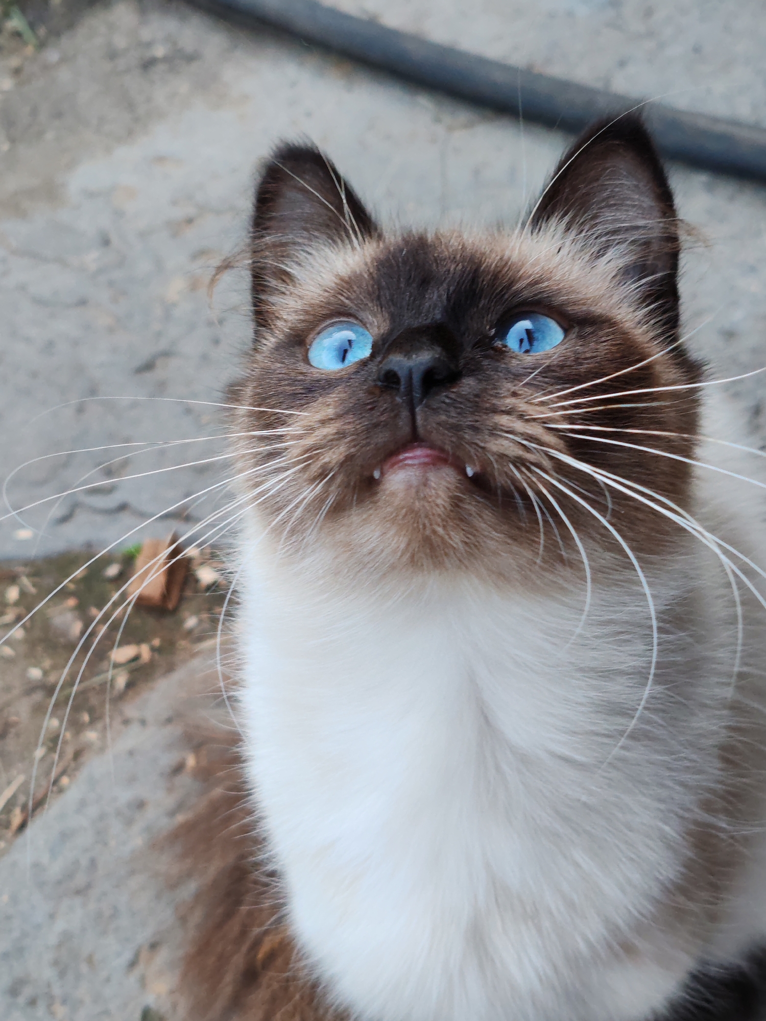 A close-up, eye-level shot shows the face of a Siamese cat with striking blue eyes looking upwards. The cat has dark brown fur on its ears and face, transitioning to lighter brown and white fur on its chest and body. Its mouth is slightly open, revealing small teeth and a pink tongue. Long, white whiskers extend outwards from its muzzle. The background is out of focus, appearing to be a grey, textured surface, possibly concrete, with some fallen leaves and a dark, cylindrical object. The image does not contain information about the city of Kashino, Russia.
