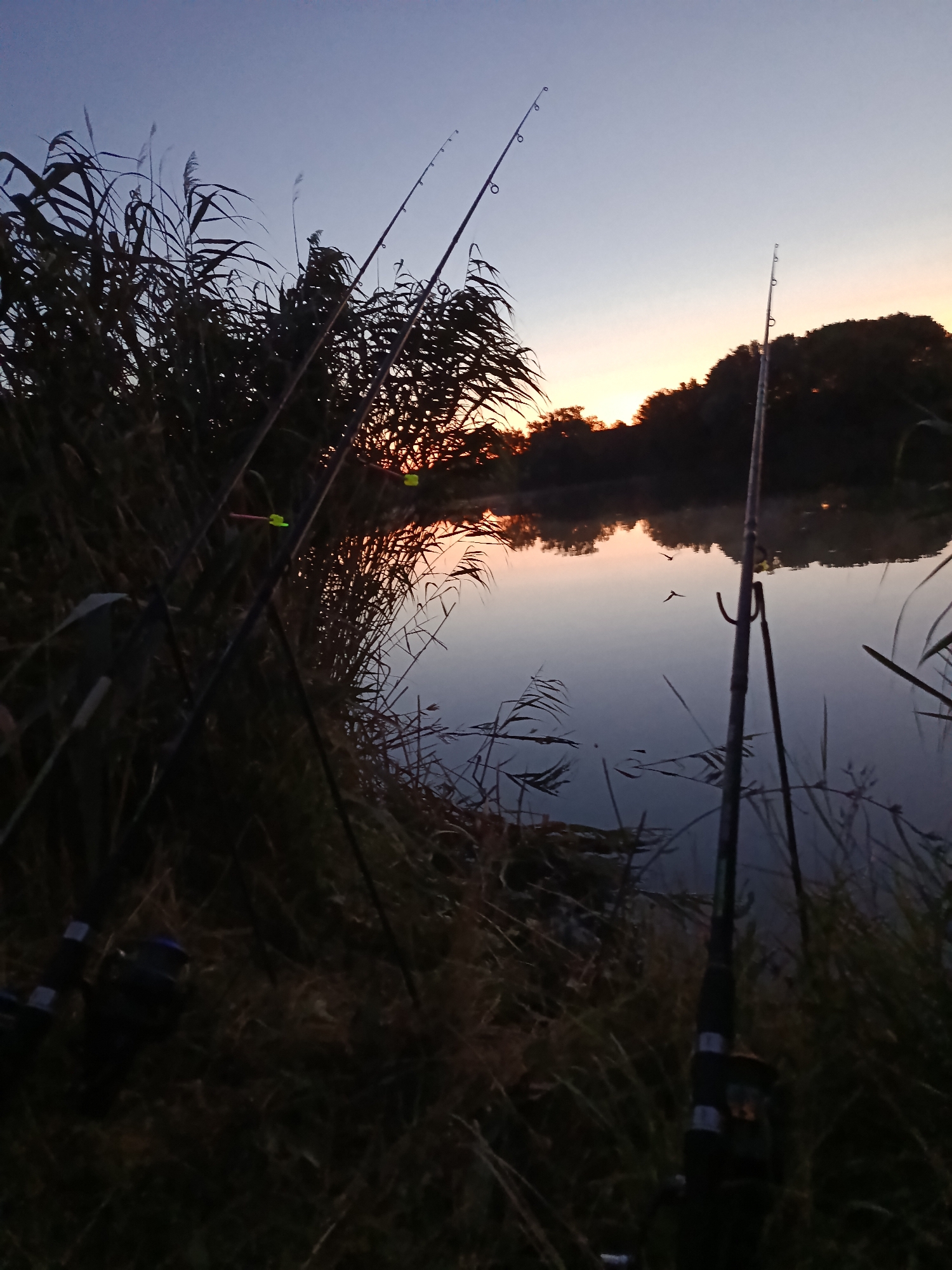 The image depicts a tranquil waterscape at dawn, with several fishing rods set up along a grassy bank. The sky is a soft gradient of blue to orange, reflecting on the still water of a lake or river. Tall reeds and grasses frame the foreground, creating a sense of seclusion. The overall atmosphere is peaceful and serene, suggesting a quiet morning spent fishing.